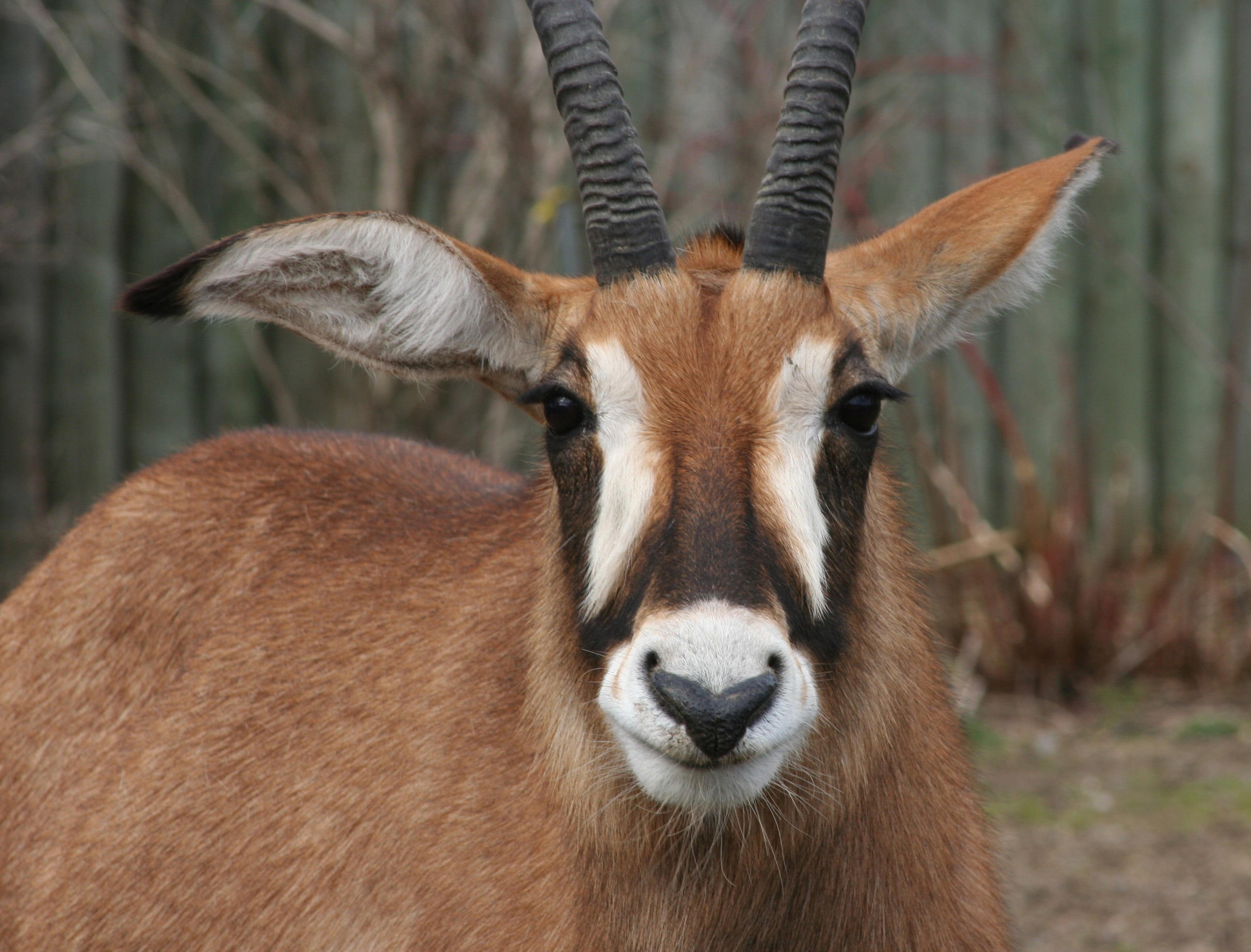 Zoo Buffalo