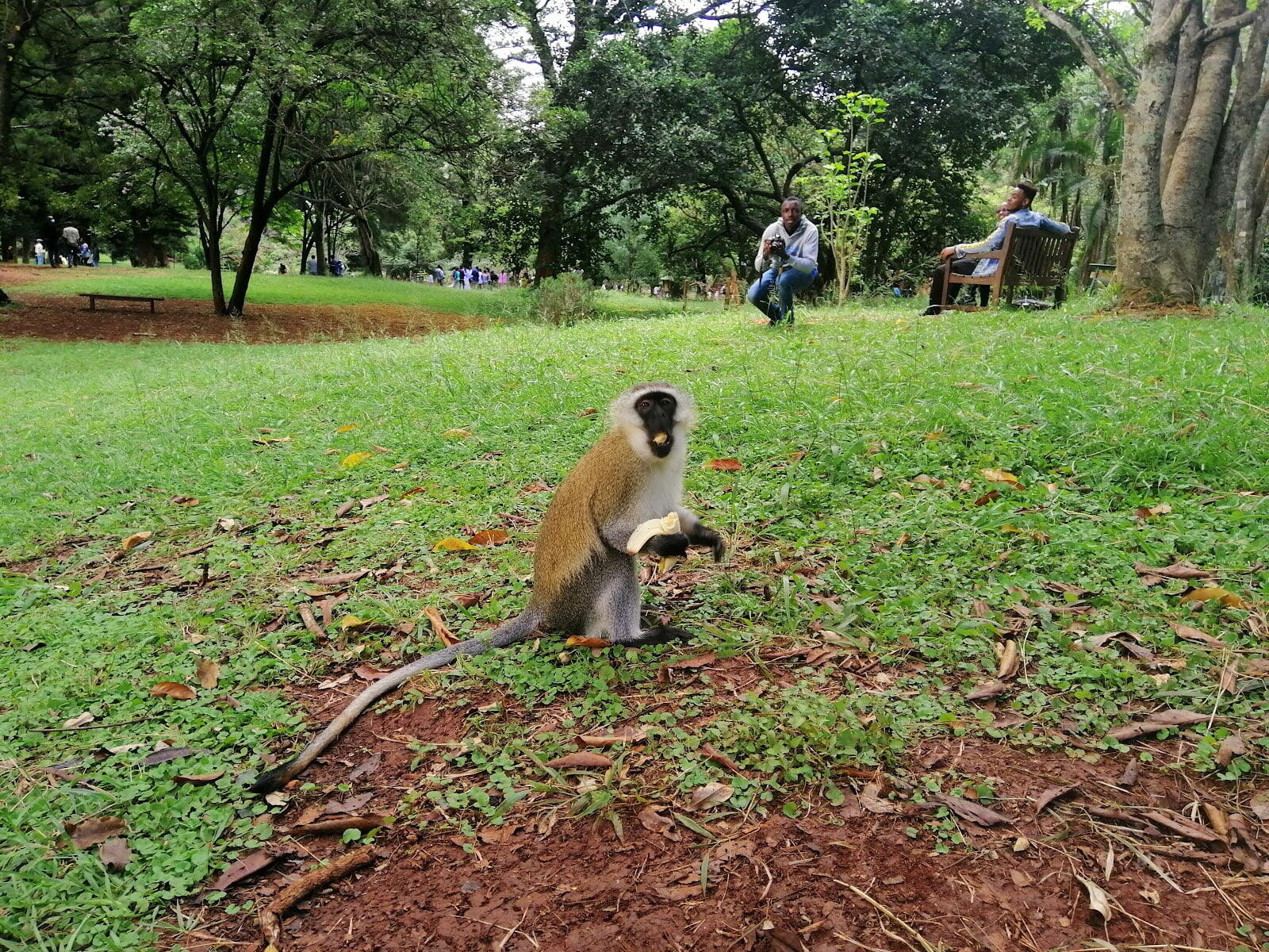 The Nairobi Arboretum