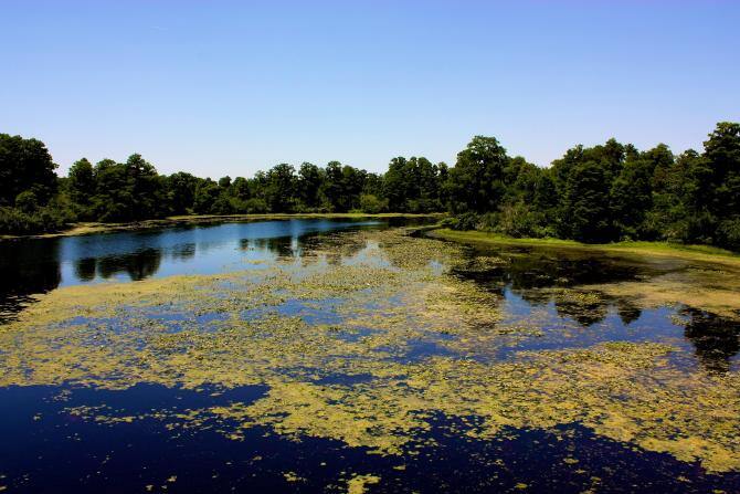 Park Lettuce Lake