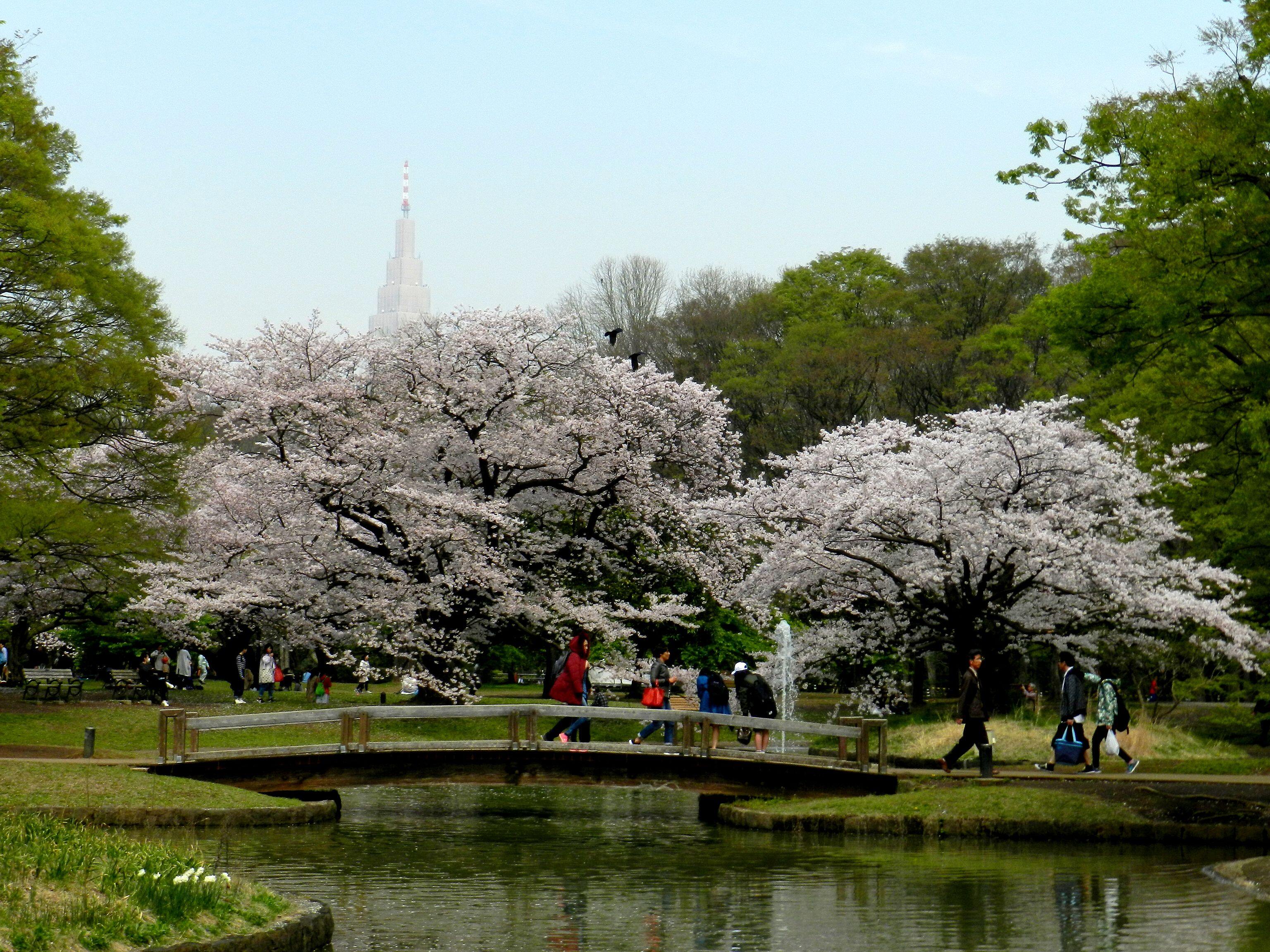 Parc Yoyogi-koen à Tokyo