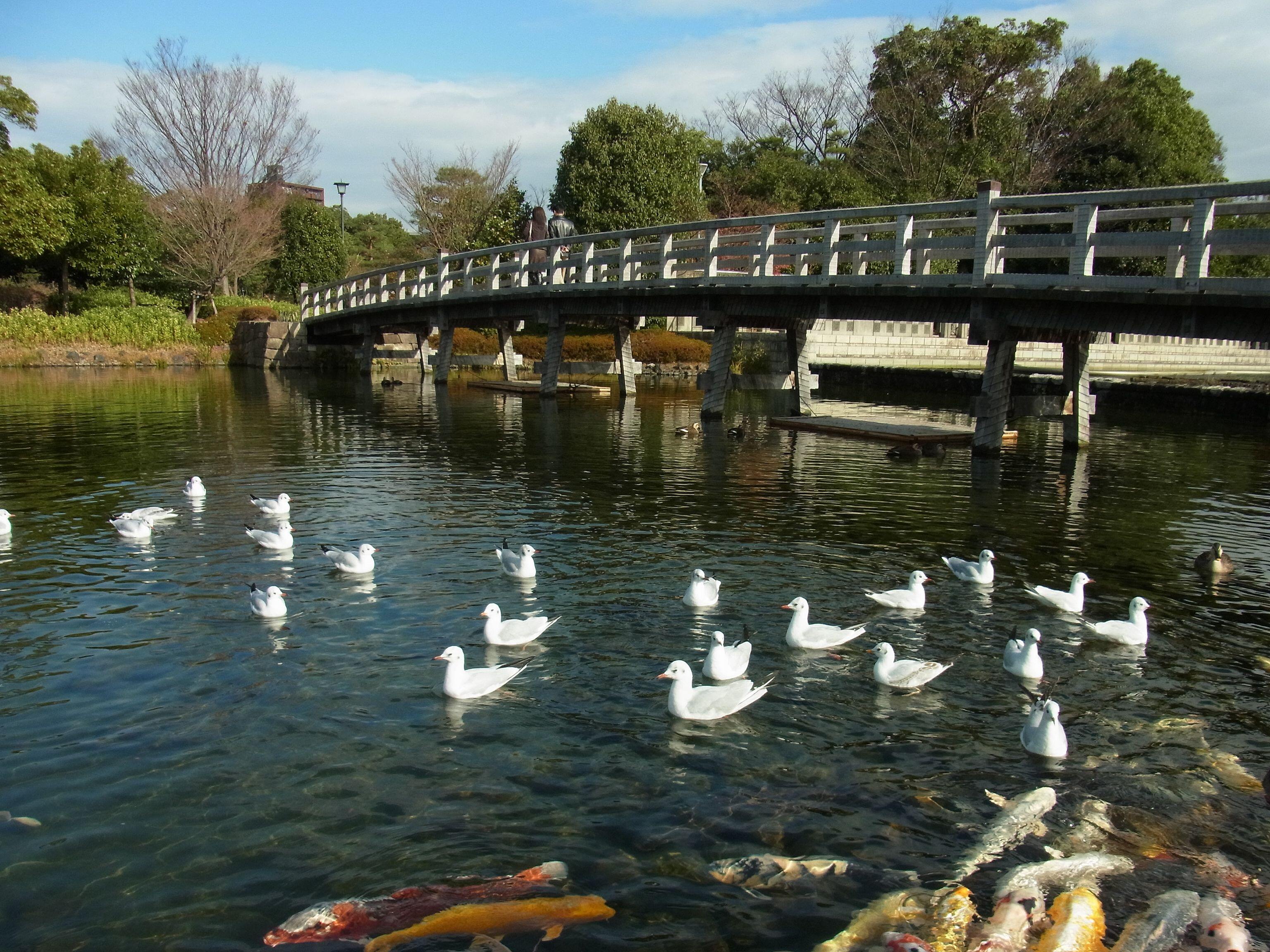 白鳥庭園と橋