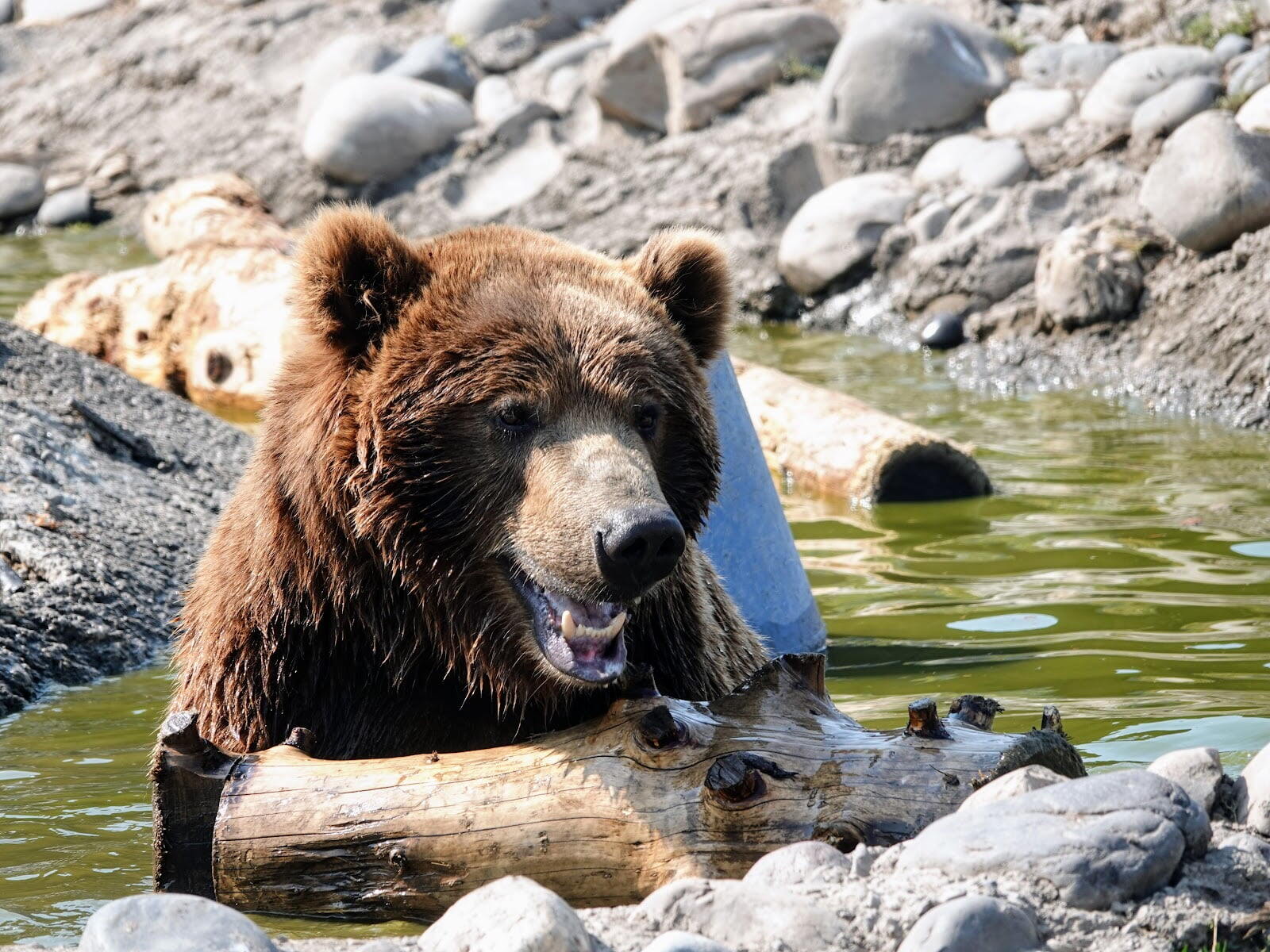 Montana Grizzly Encounter