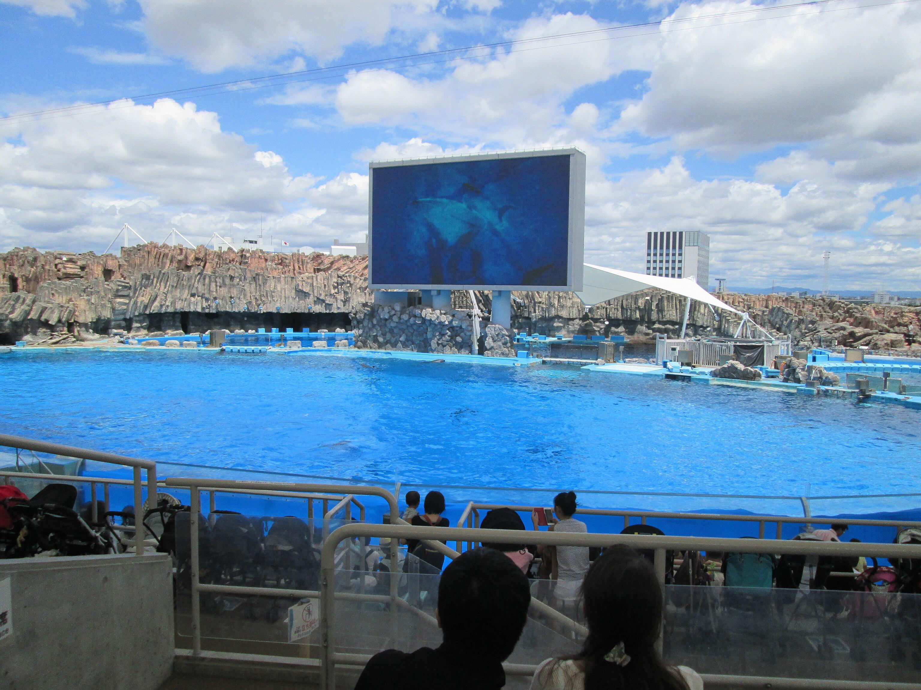 Dolphin show at the Port of Nagoya Public Aquarium.