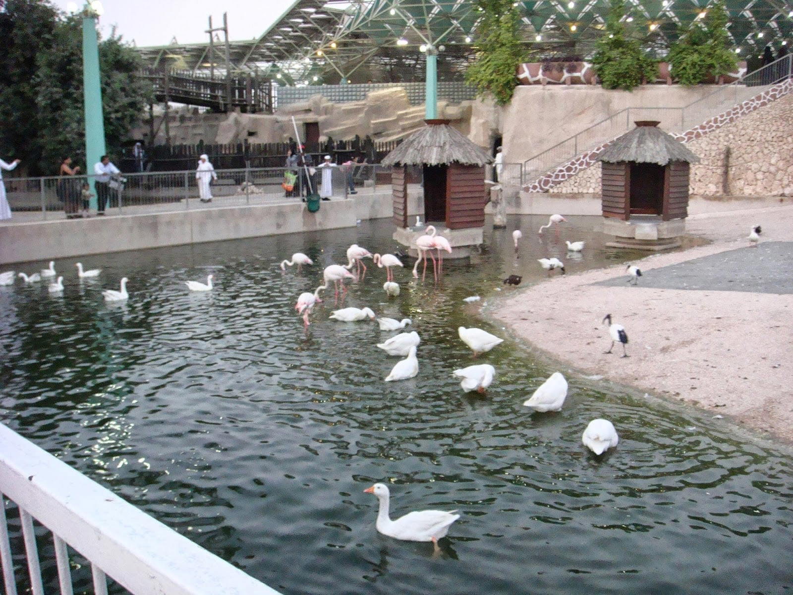 Katar zoo