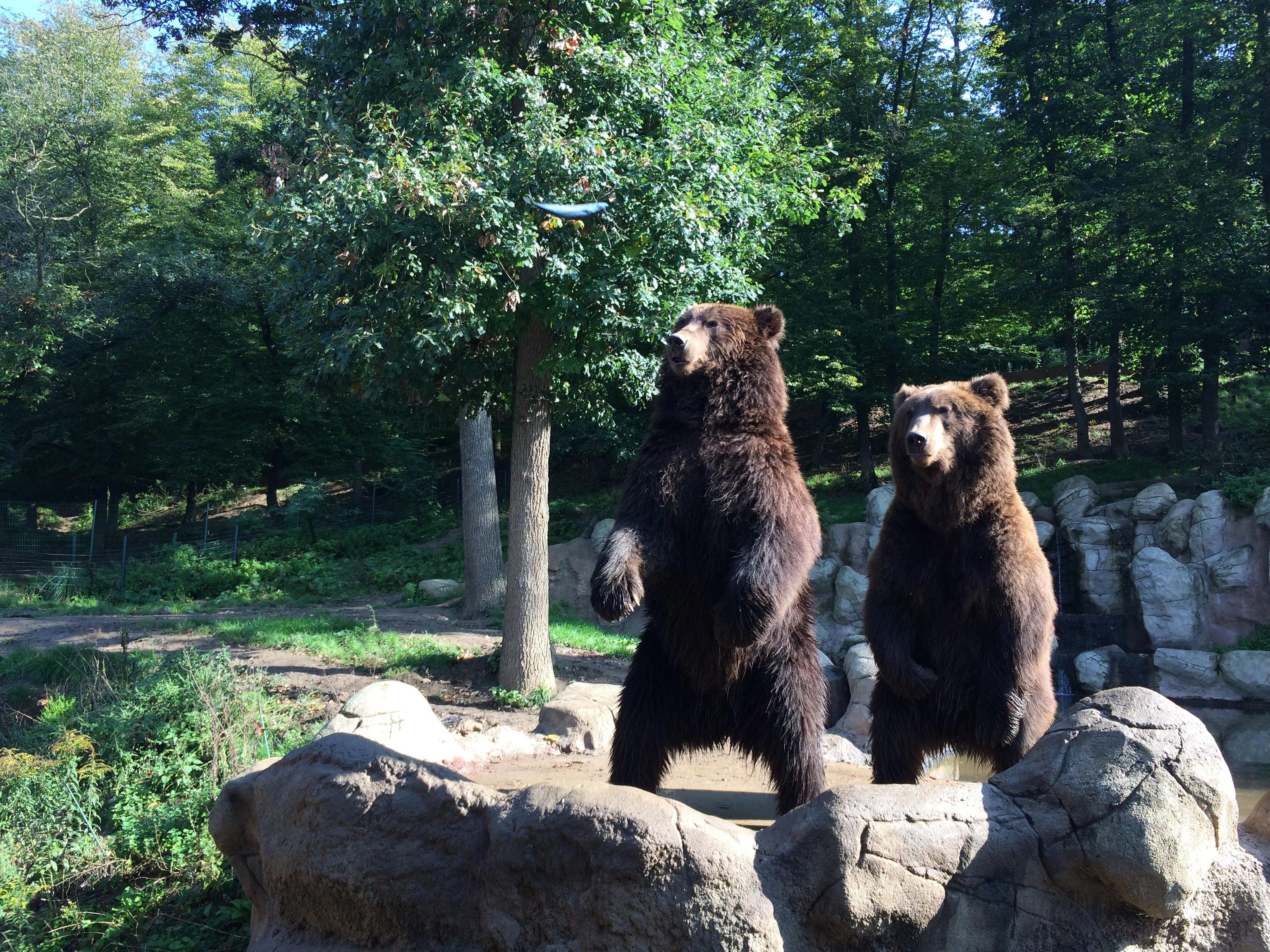 Zoologická záhrada mesta Brna