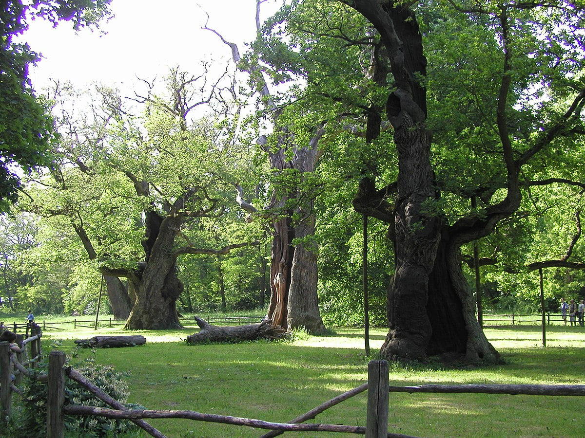 Rogaliński park krajinársky