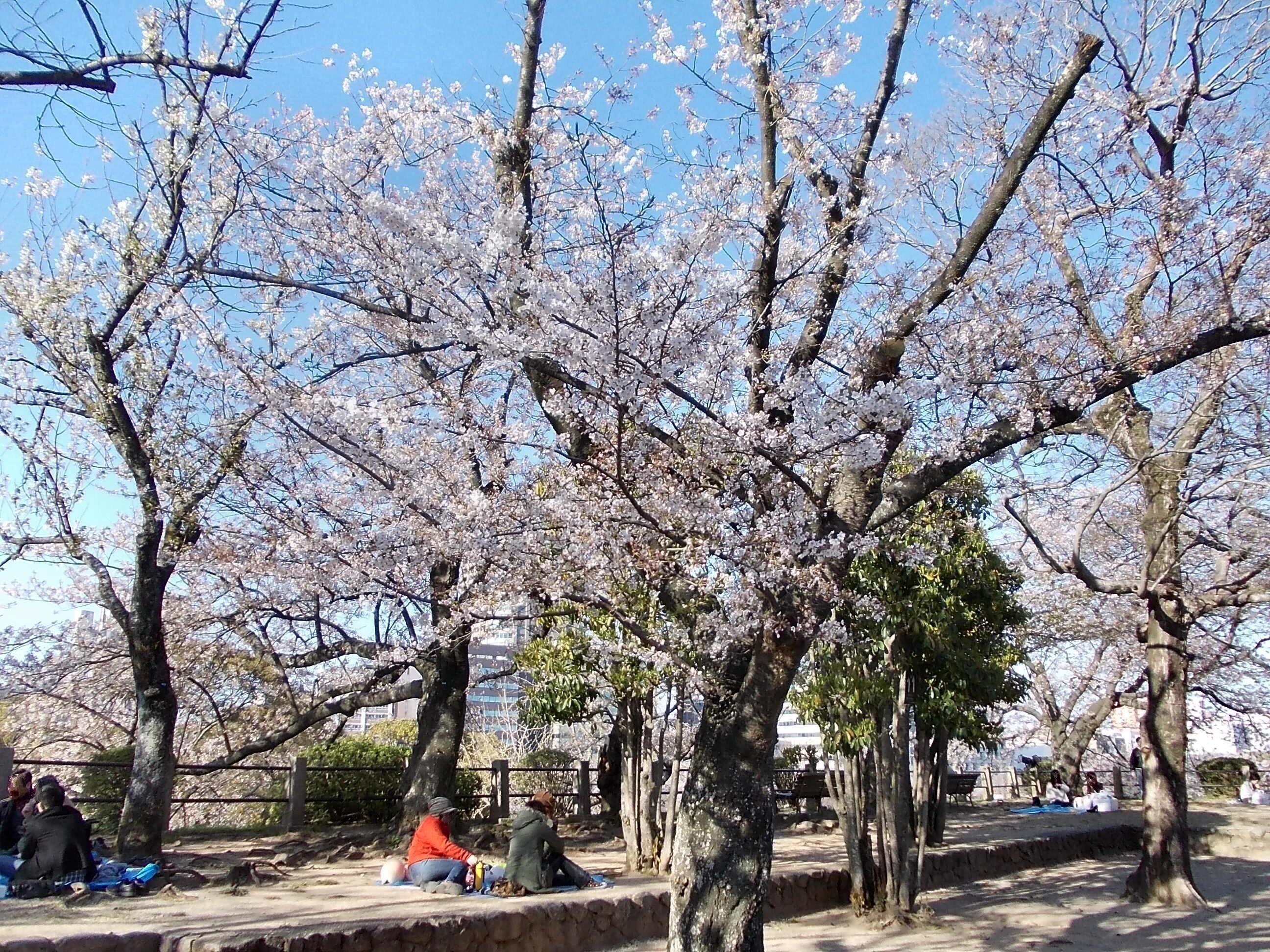 Hanami at Fukuoka Castle. Taken on 07 April 2012.