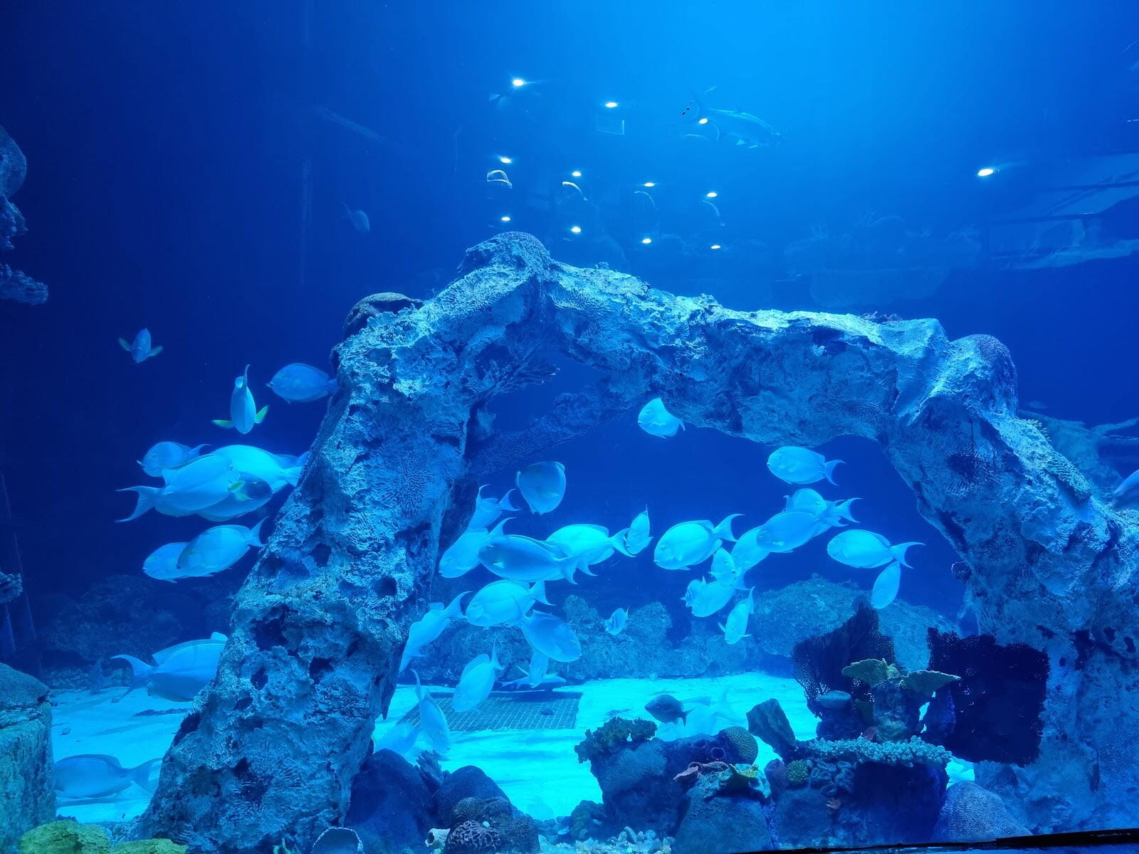 Interactive Aquarium Cancún