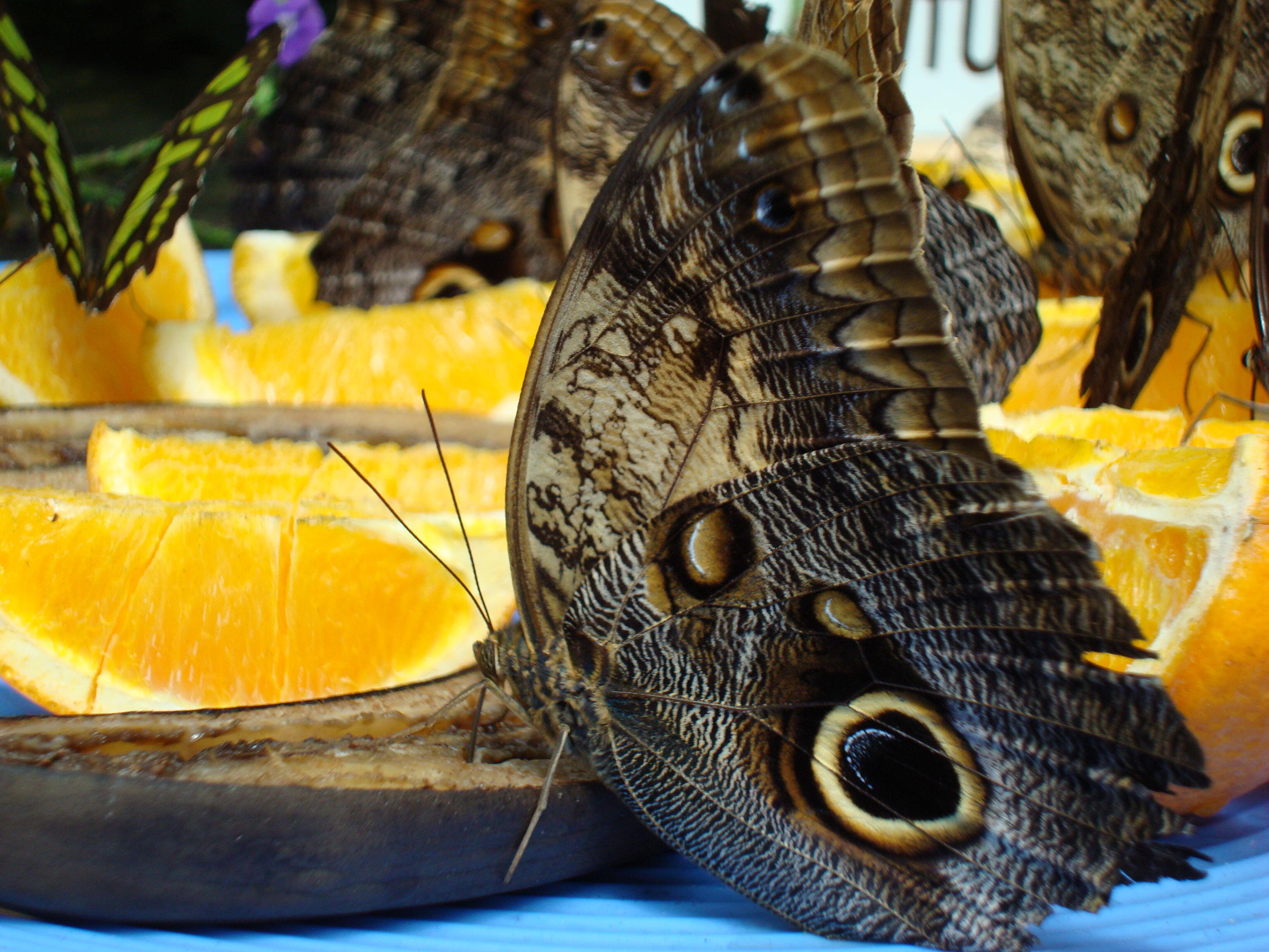 Owl (Caligo memnon) butterflies eating oranges and bananas at the Niagara Parks Butterfly Conservatory, Niagara Falls, Ontario, Canada