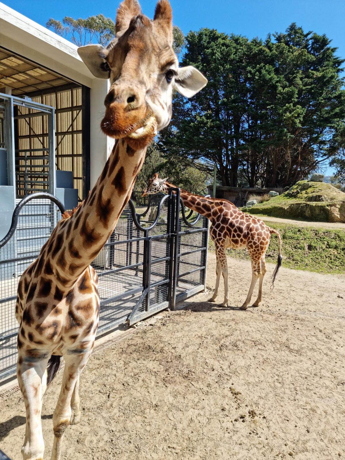 Wellington Zoo