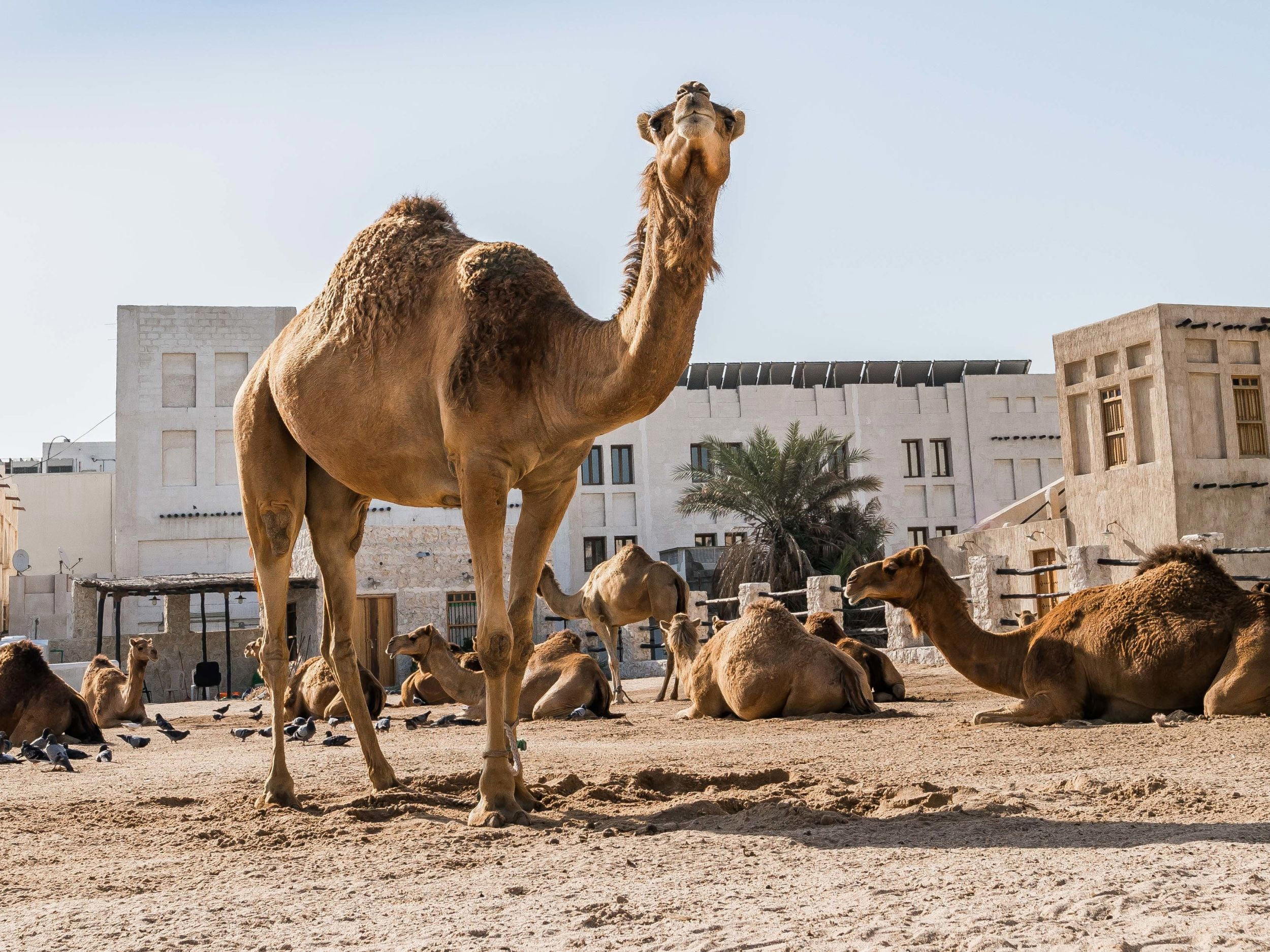 Souq Waqif