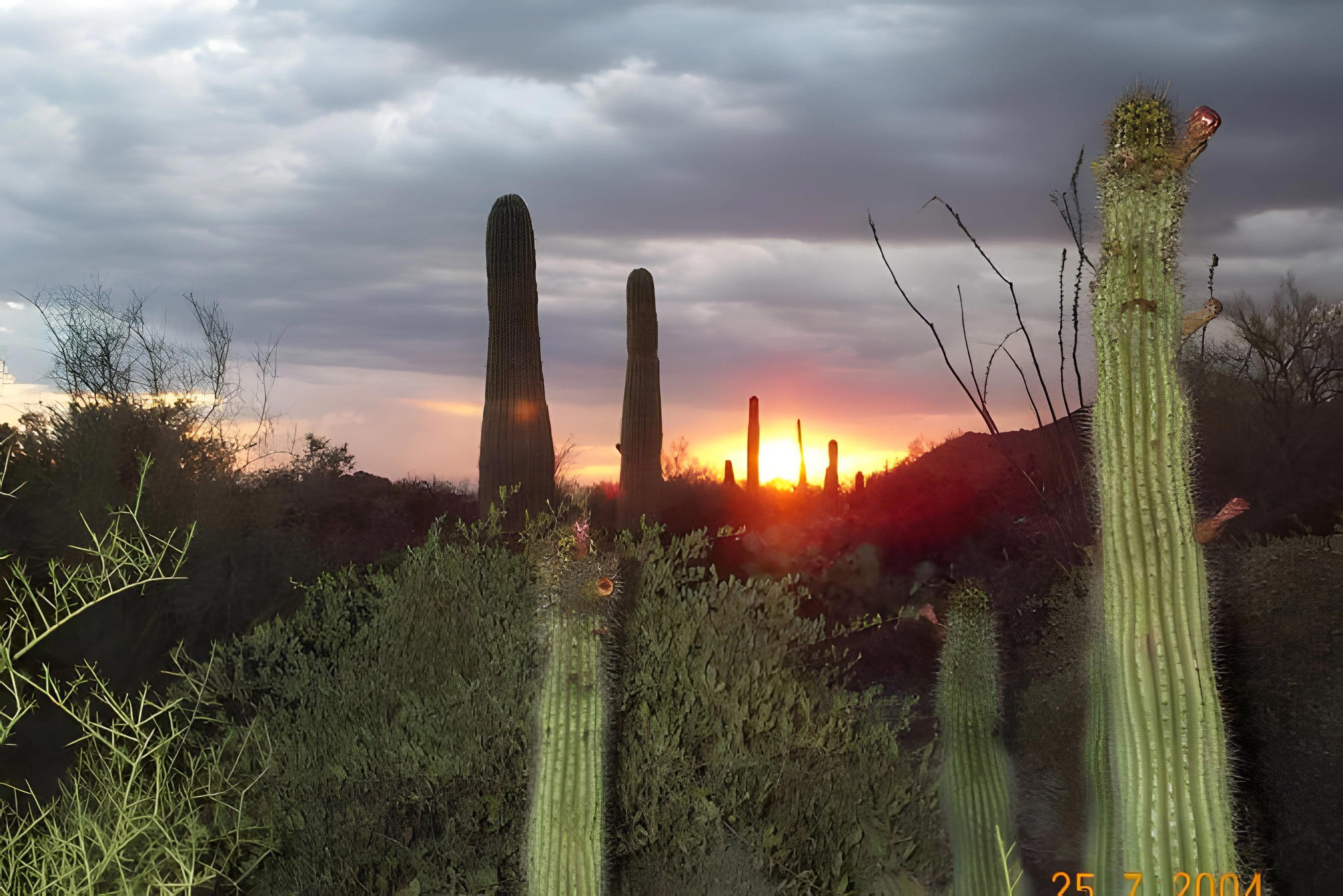 Múzeum púšte Arizona-Sonora