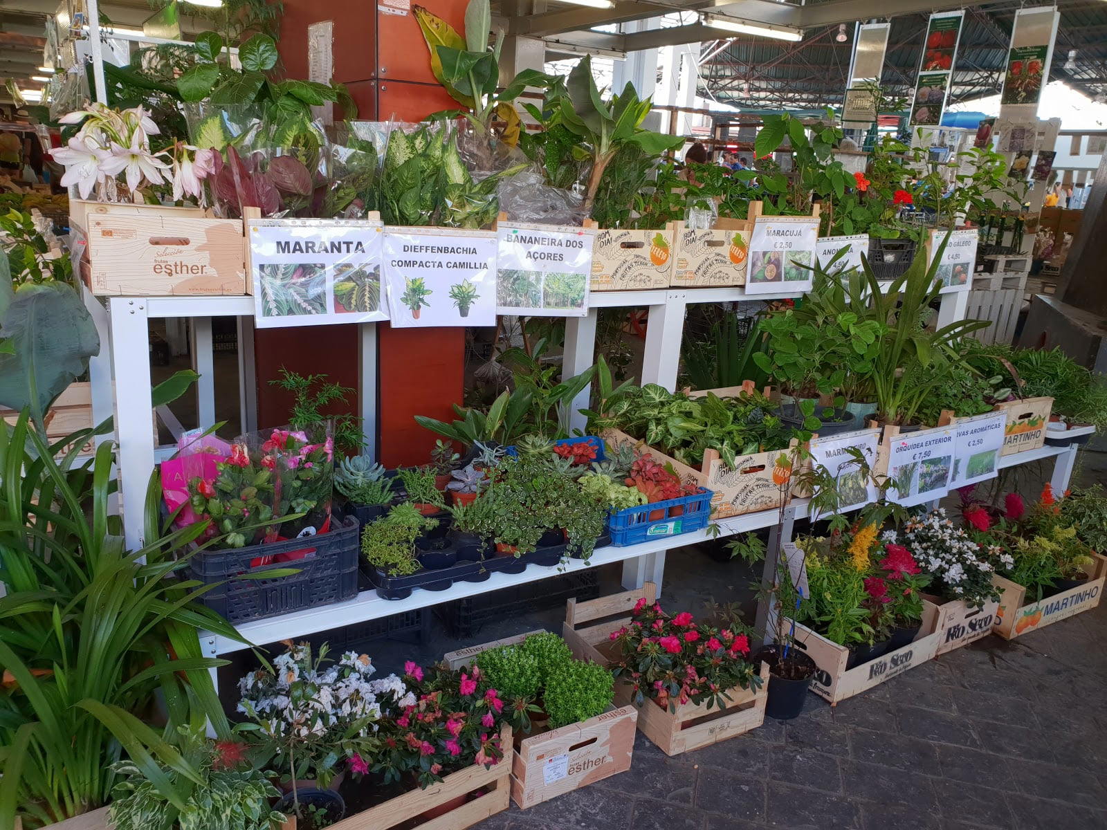 Mercado da Graca