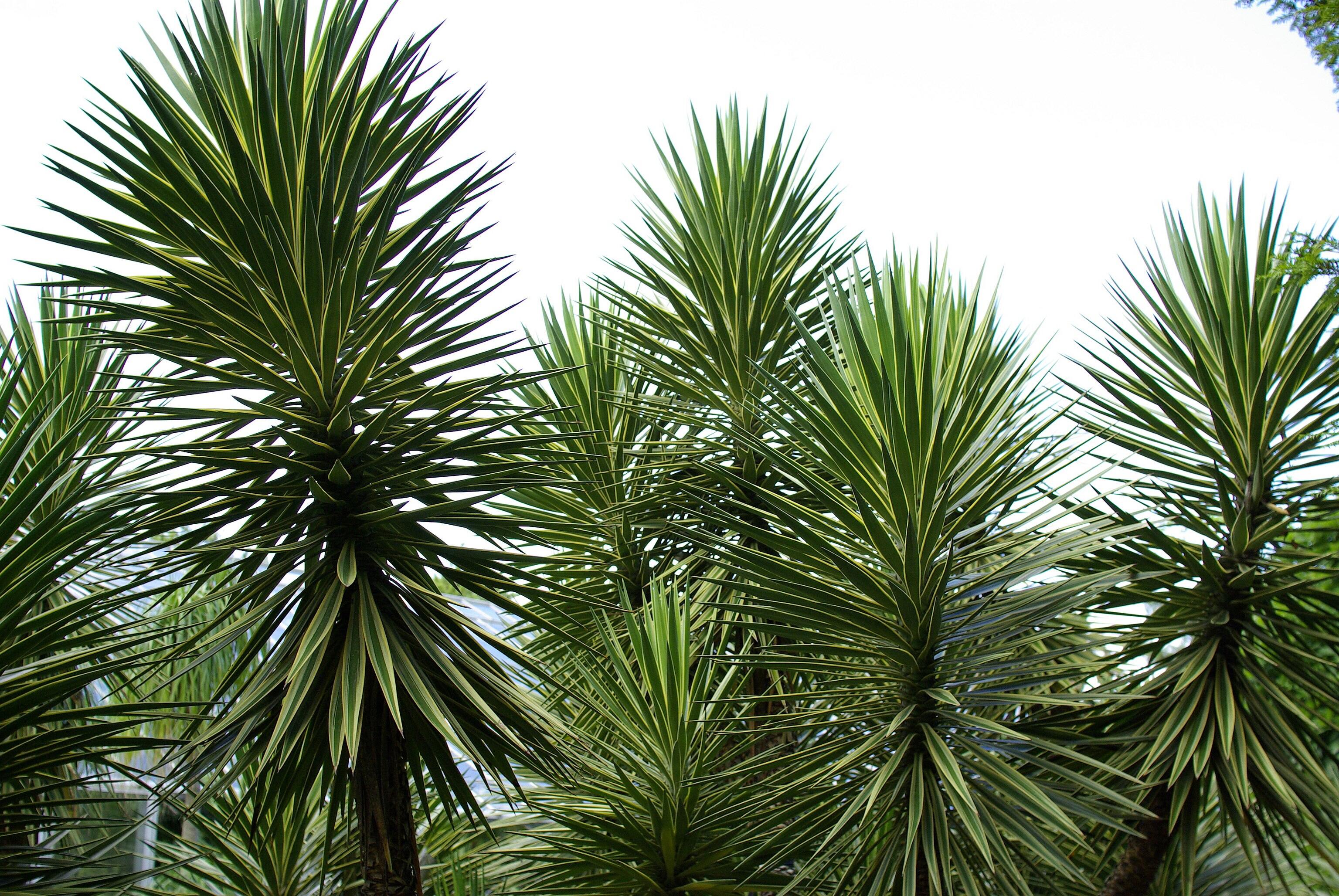 Yucca aloifolia at Hallim Tropical Garden, Jeju-do, Korea.