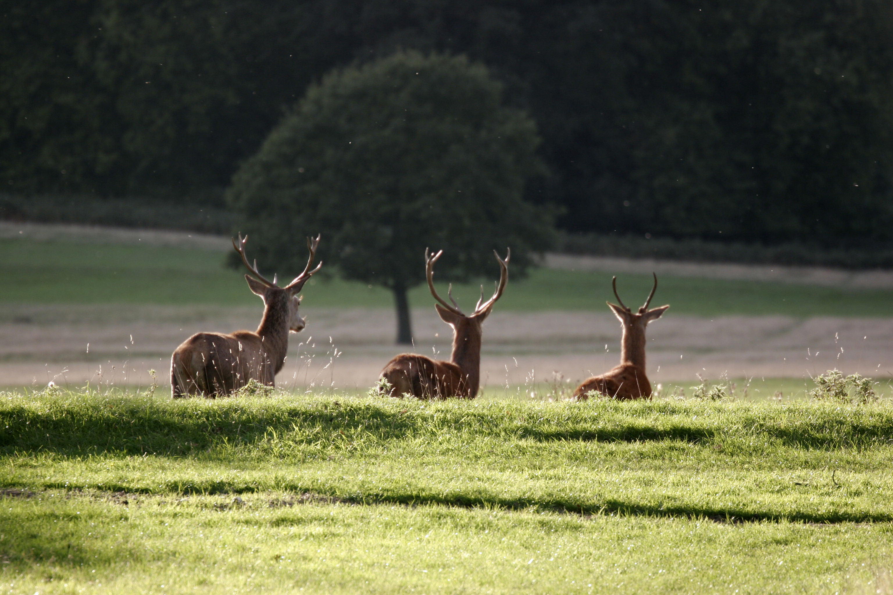 Richmond Park v Londýně