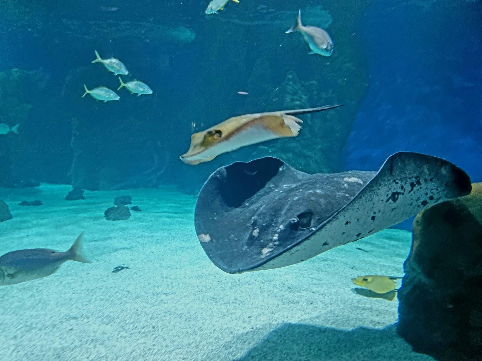 Lanzarote Aquarium