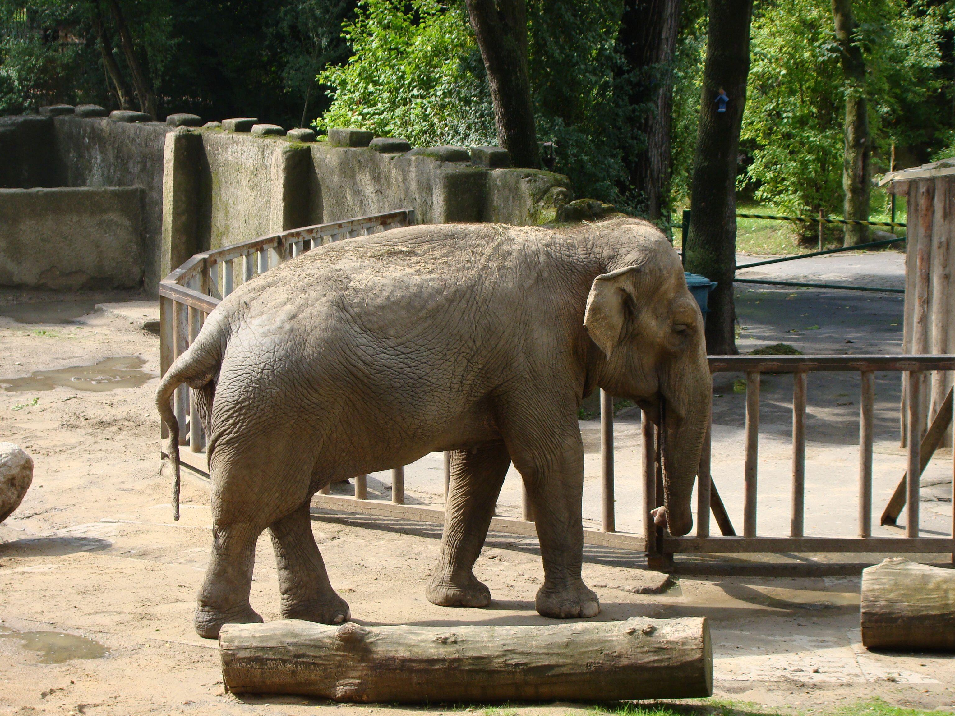 Łódź Zoo. Słonica Magda (1962-2016).