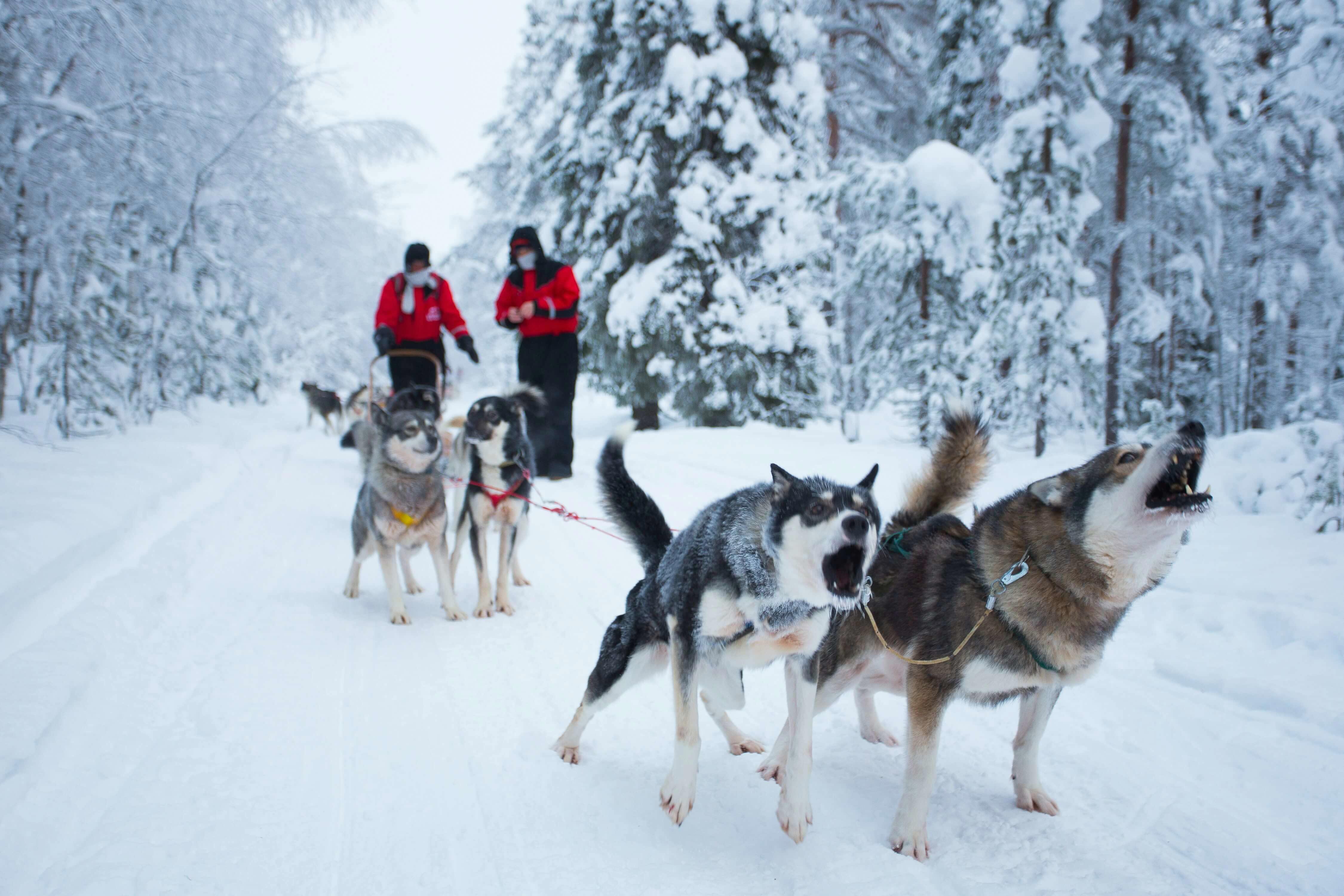 husky-safari-laponsko