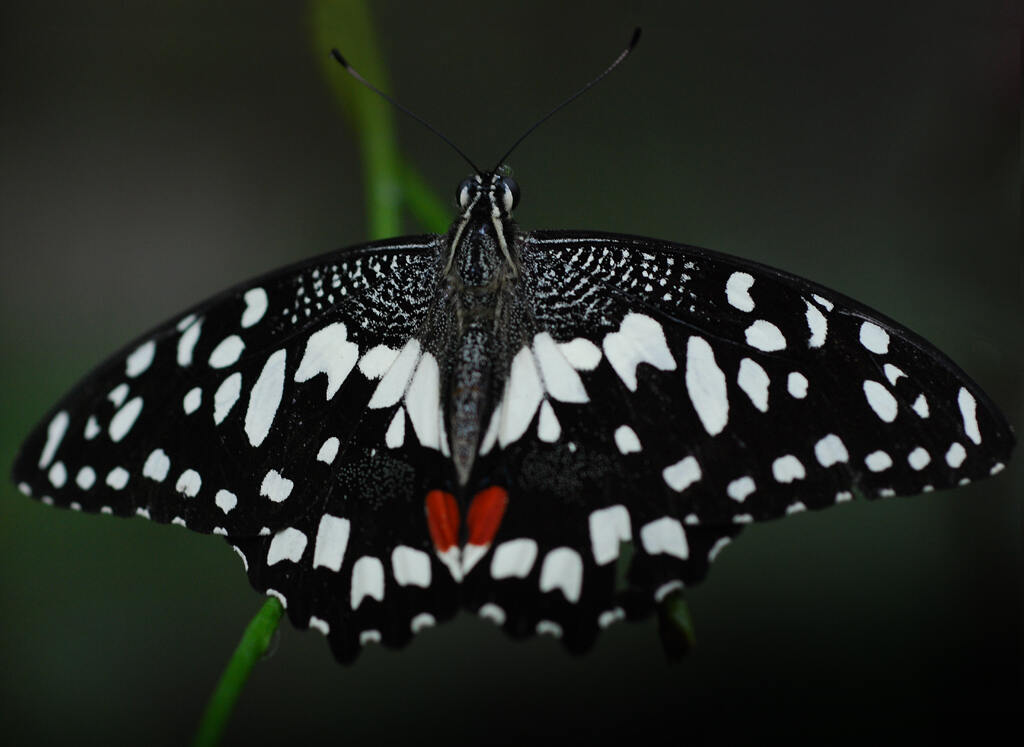 Butterfly Sanctuary, Cebu