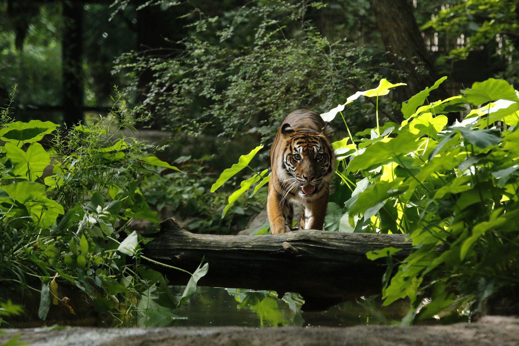 ZOO Dallas