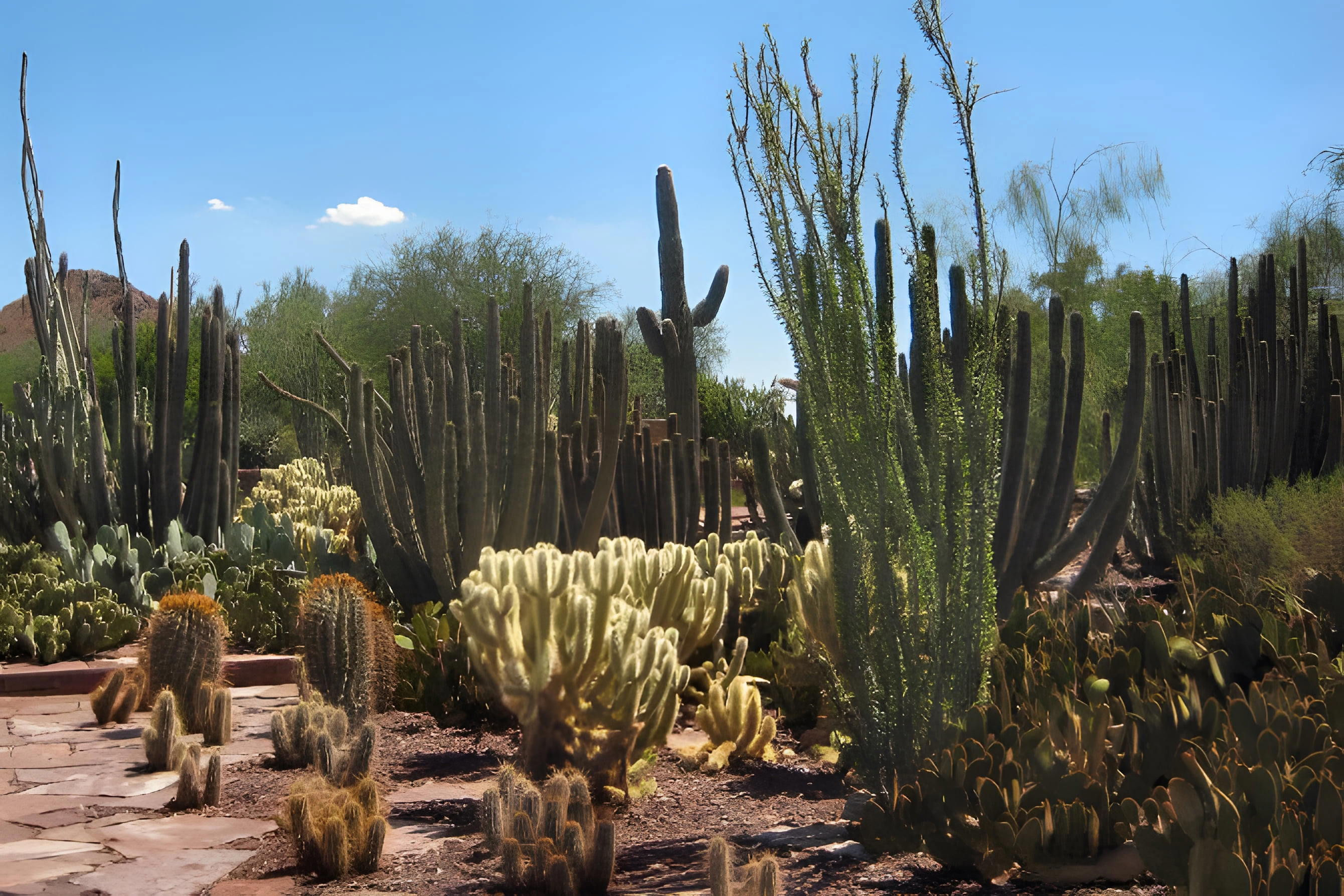 Desert Botanical Garden