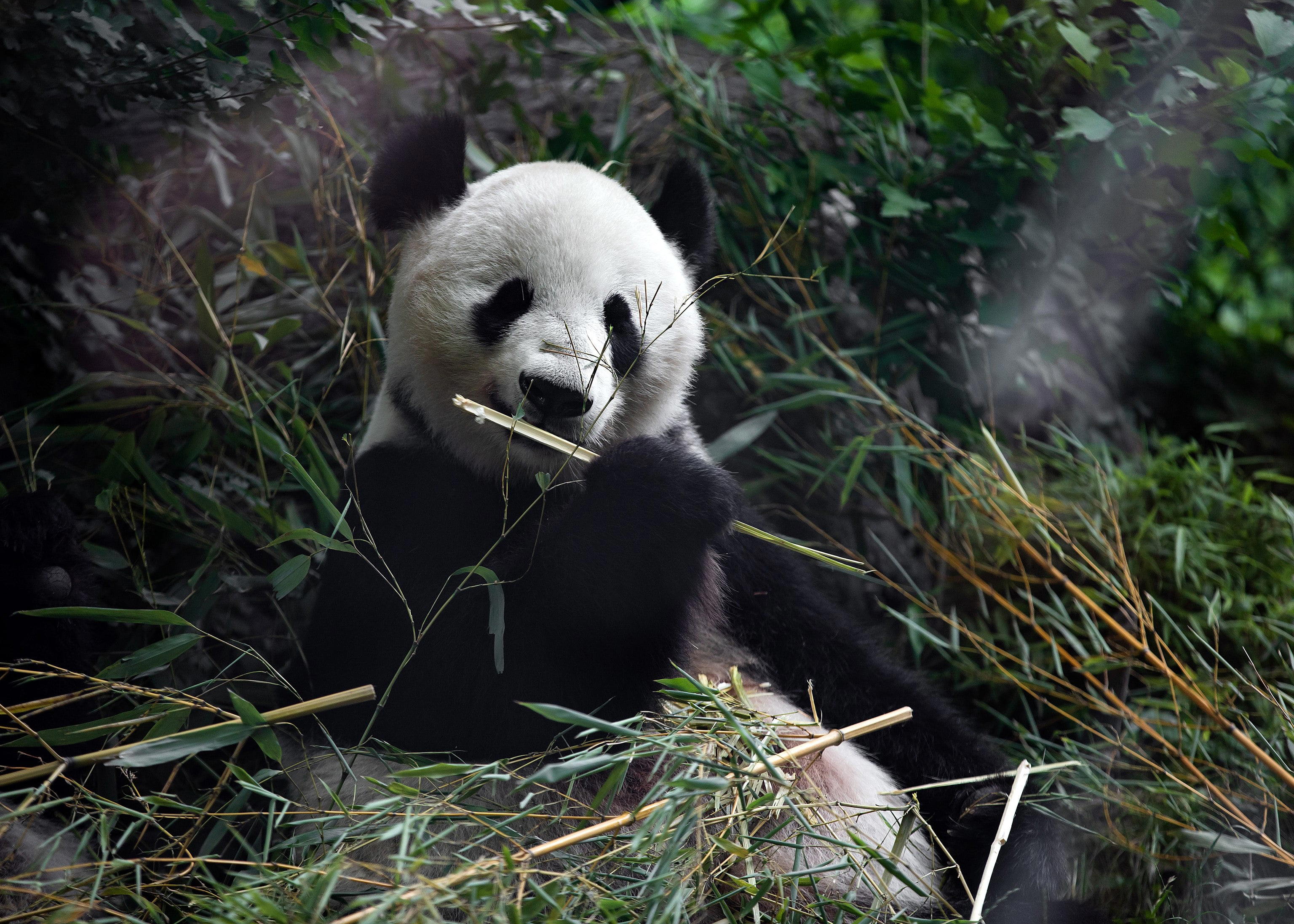 Zoologická záhrada Schönbrunn