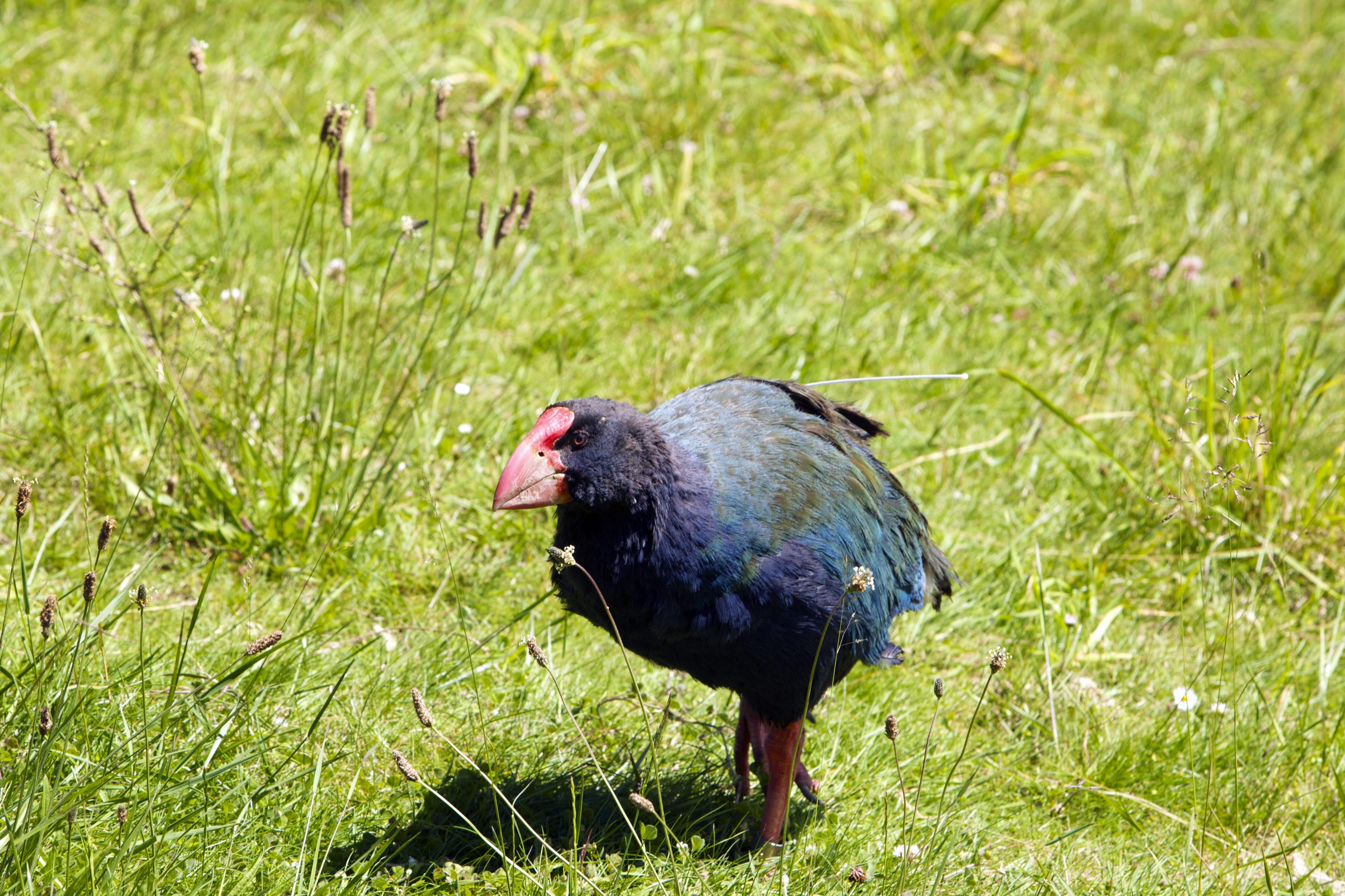 Takahe bird at Zealandia, the Karori Sanctuary.