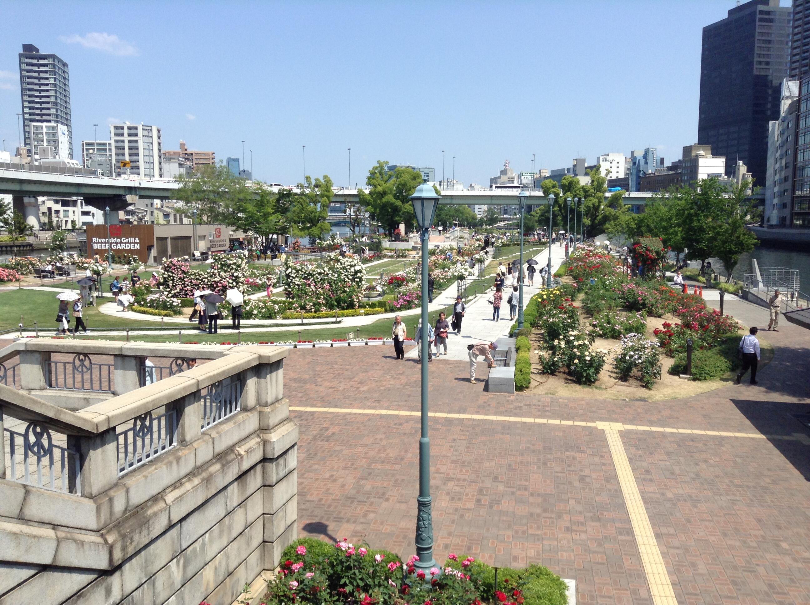 中之島公園のバラ園