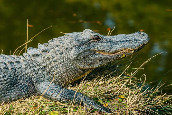 Alligator Adventure