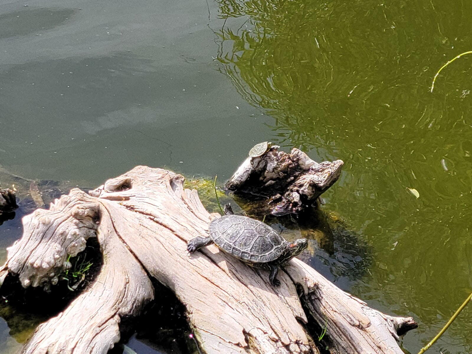 UNM Duck Pond