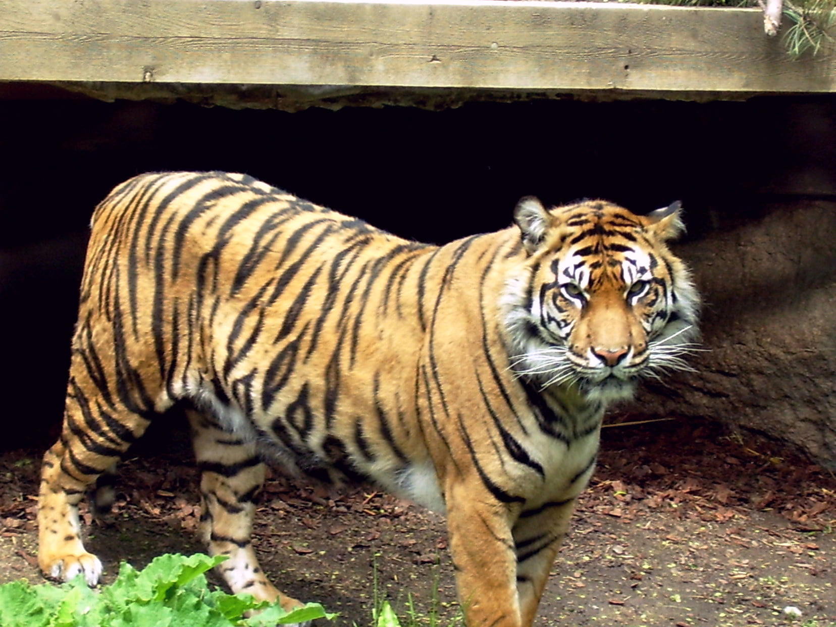 Zoologická záhrada Toronto