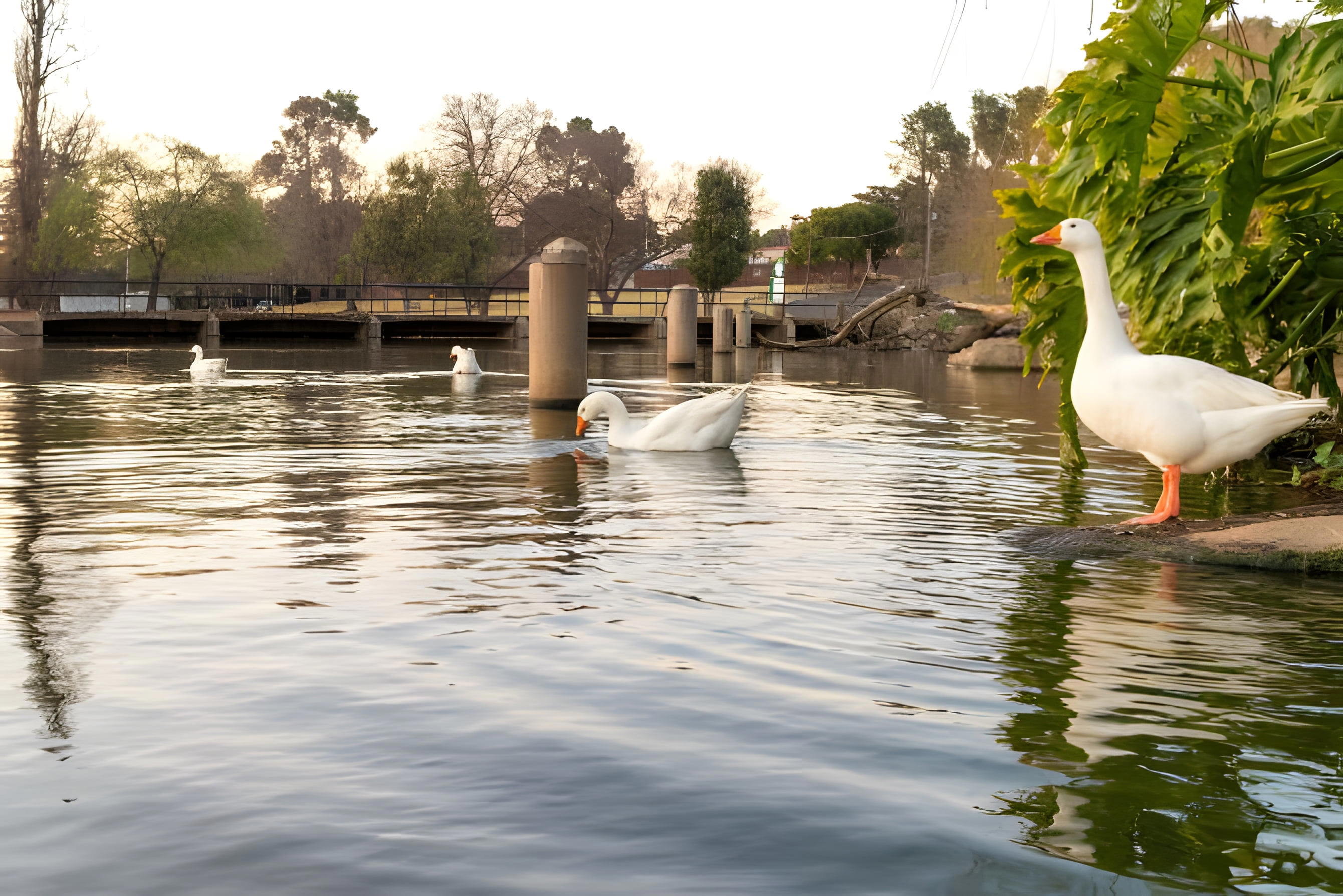 Zoo Lake