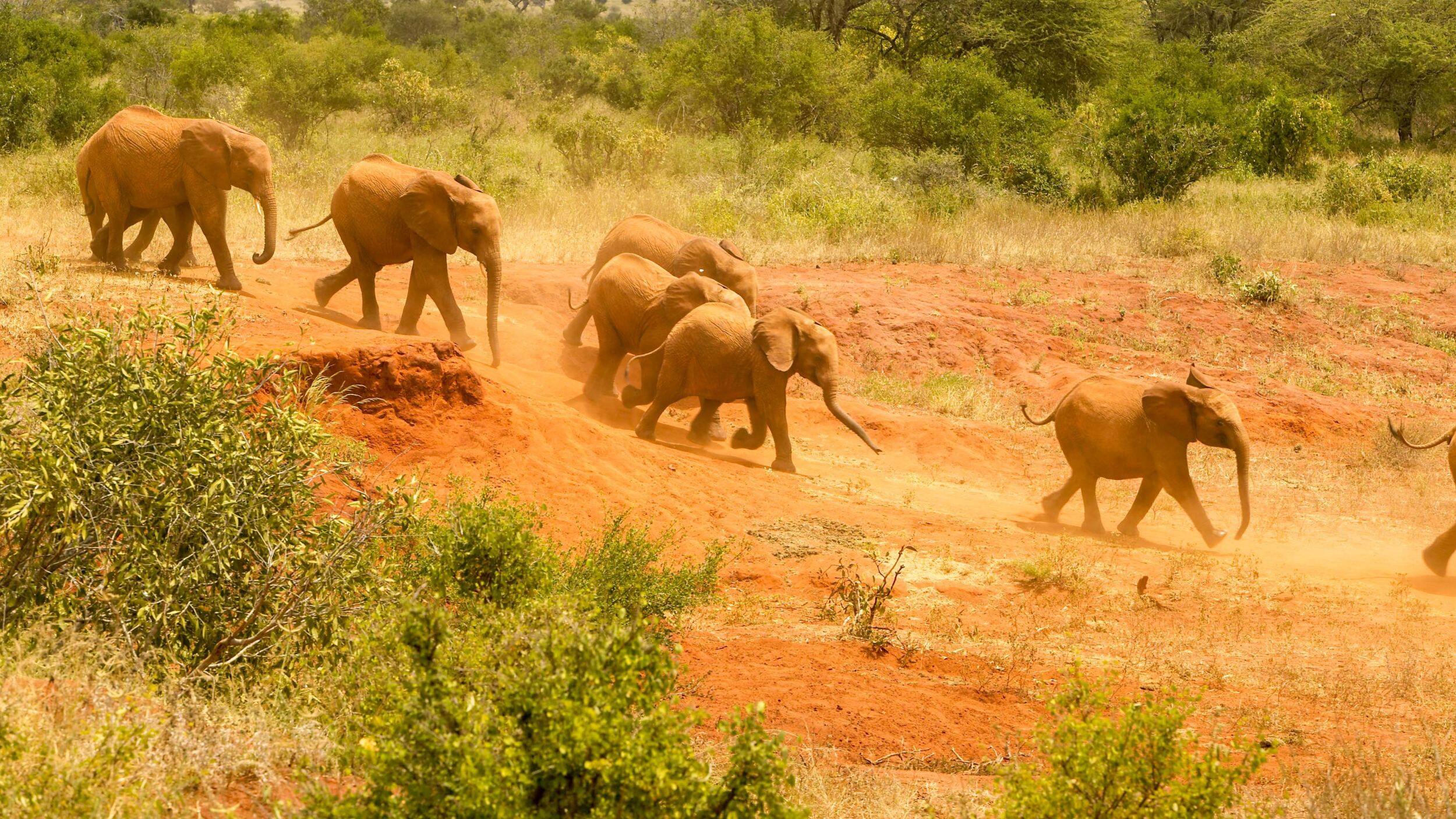 David Sheldrick Wildlife Trust