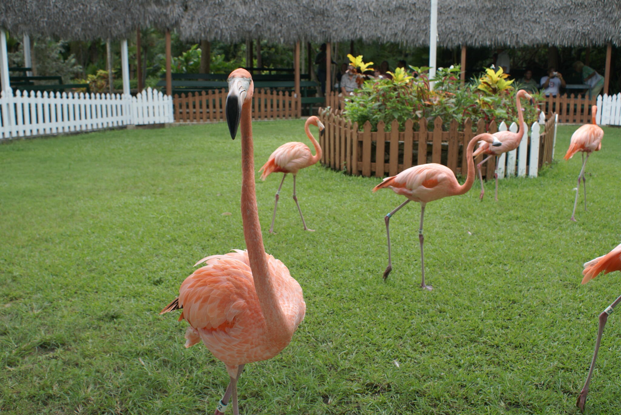 A group of flamingoes walking around the ring in the show at Ardastra Gardens, Zoo and Conservation Centre, Nassau, The Bahamas.