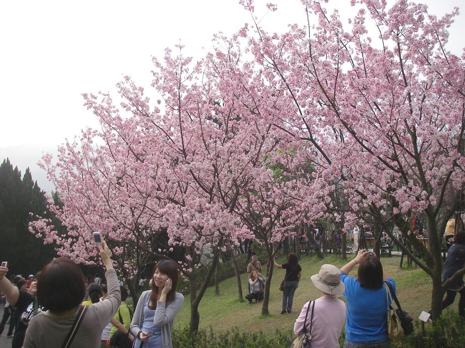 The cherry blossoms on Yang Ming Mountain, Taipei, Taiwan.