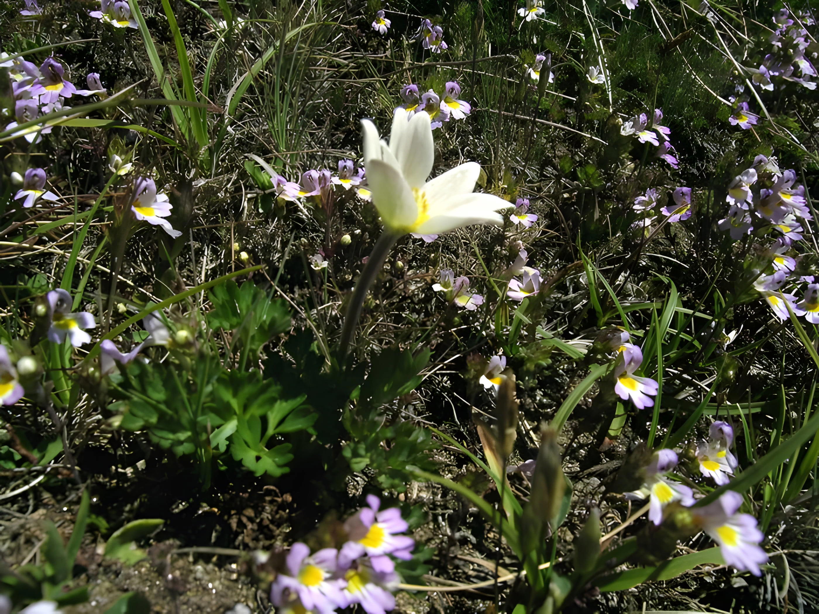 Botanická záhrada Monte Baldo