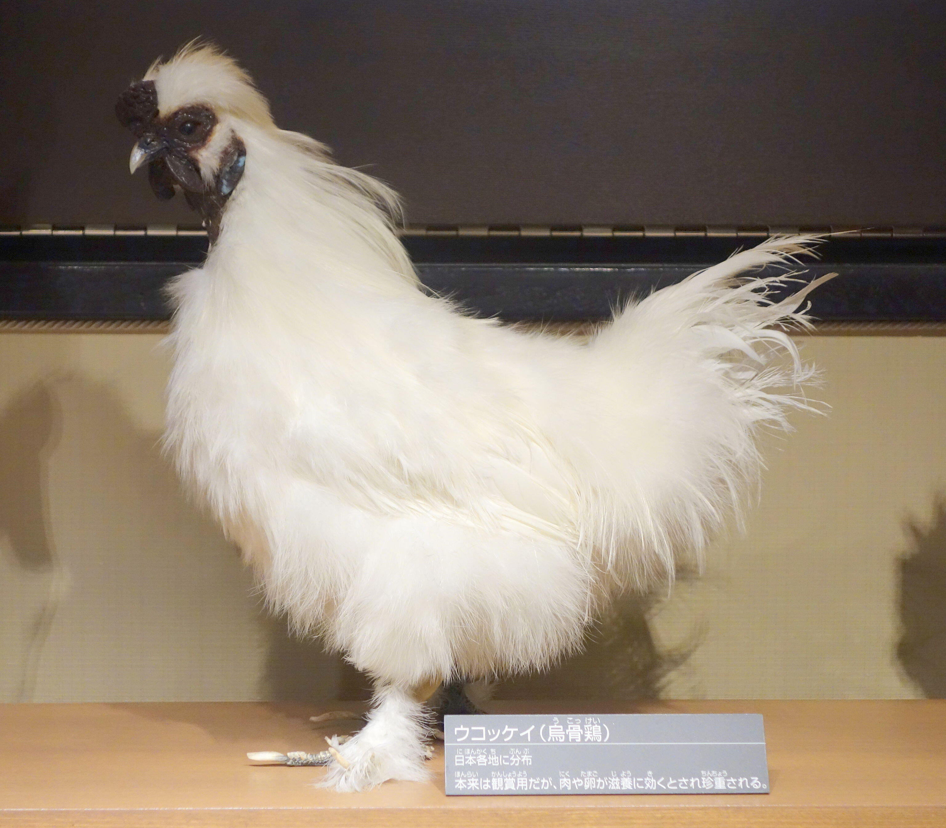 Exhibit in the National Museum of Nature and Science, Tokyo, Japan. Photography was permitted in the museum without restriction.