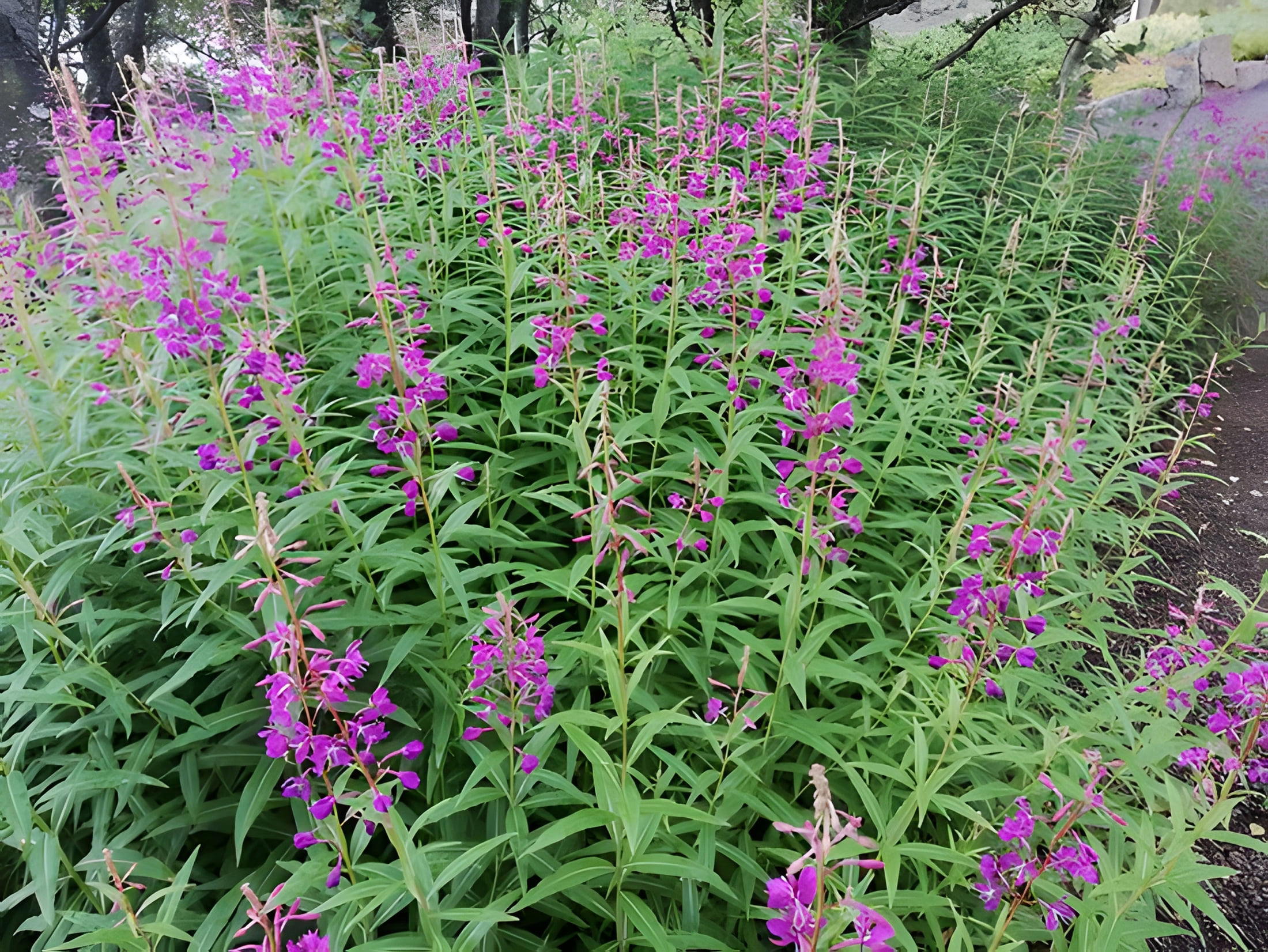 Botanická záhrada Akureyri