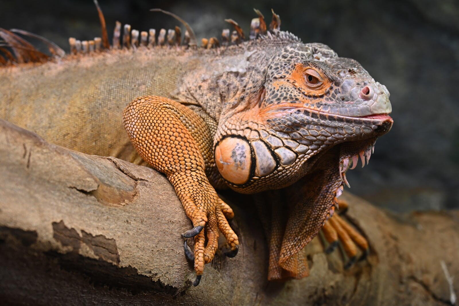 Eskişehir Metropolitan Municipality Zoo