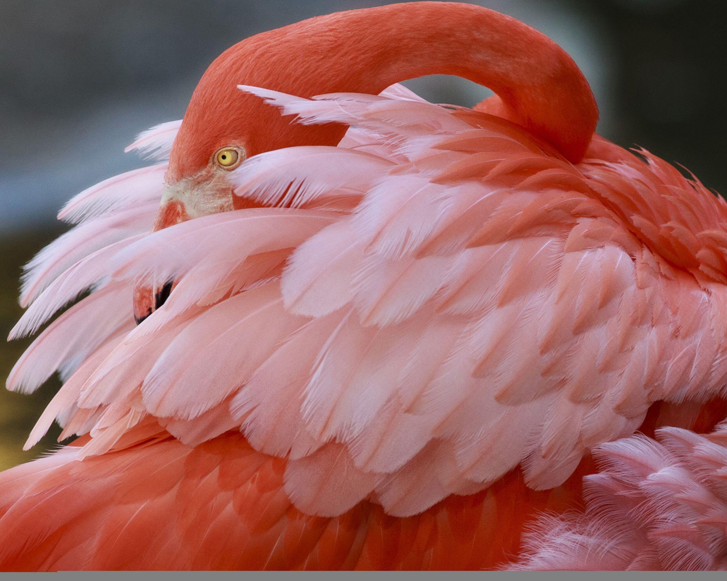 Flamingo Gardens