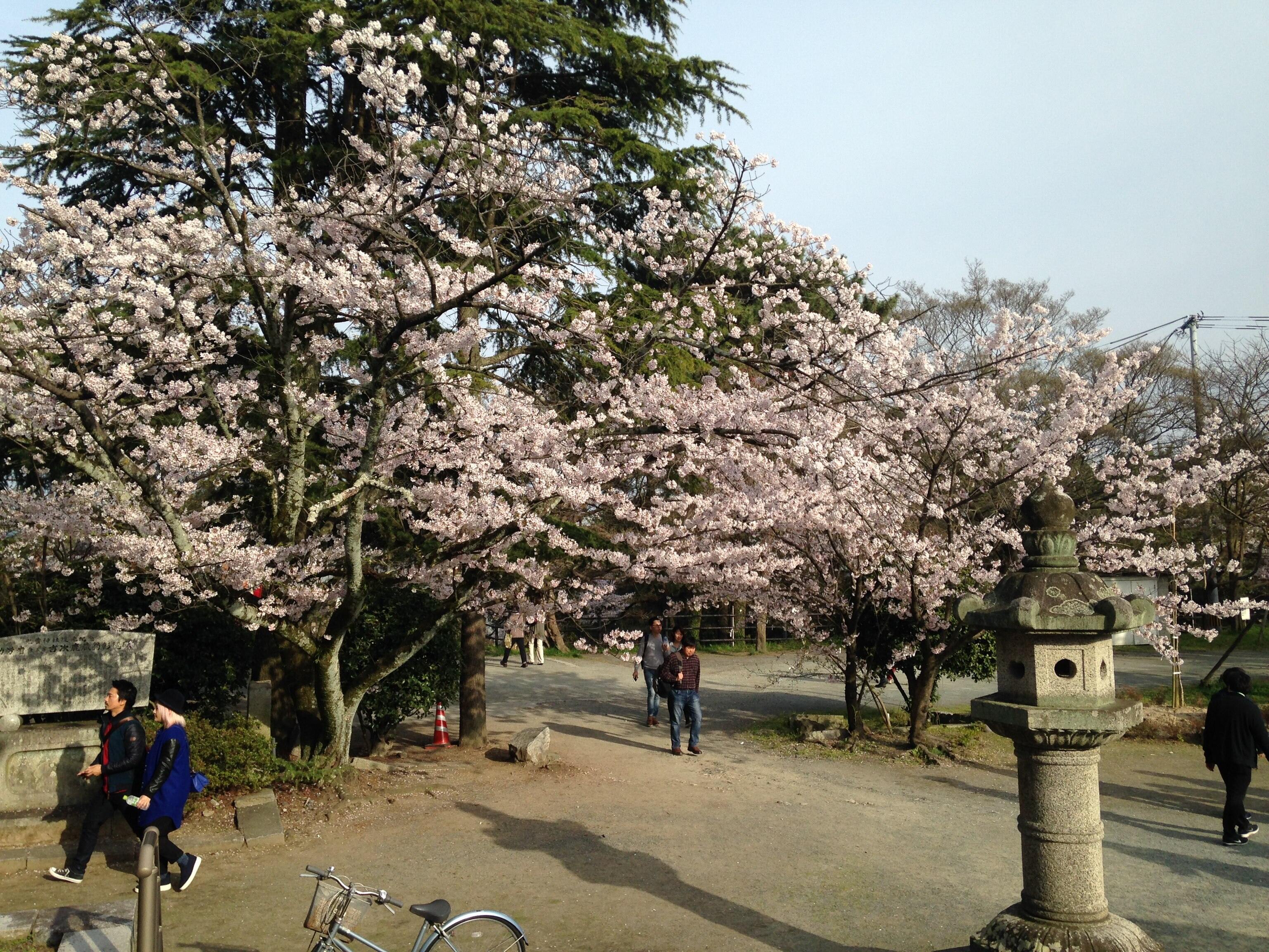 光雲神社境内のサクラ