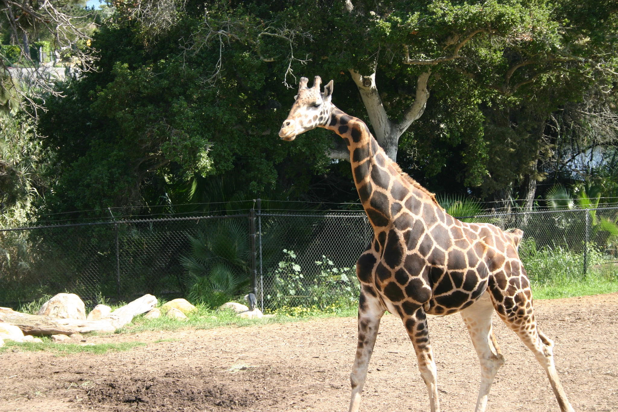 Zoologické záhrady Santa Barbara