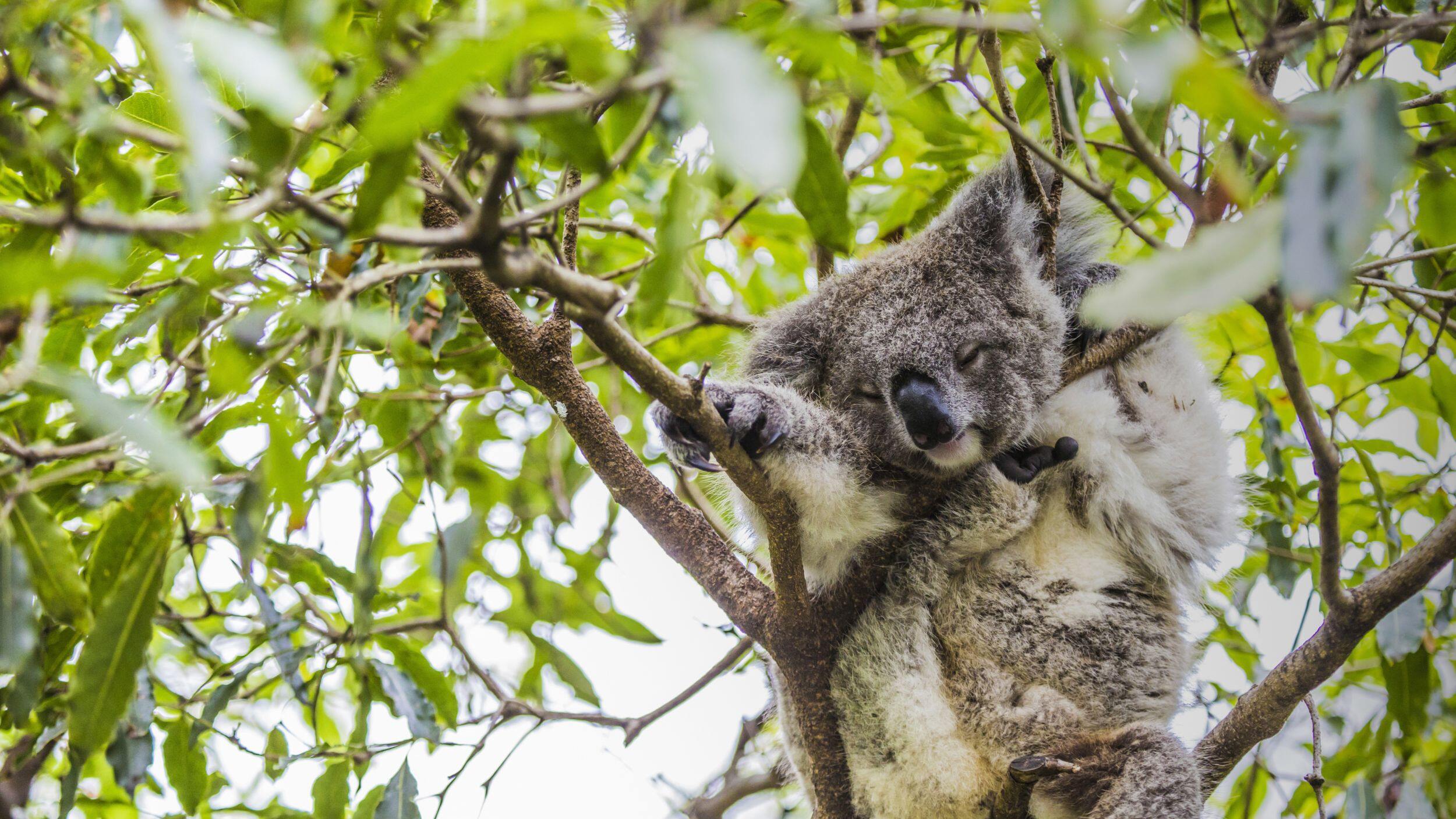 Melbournská ZOO