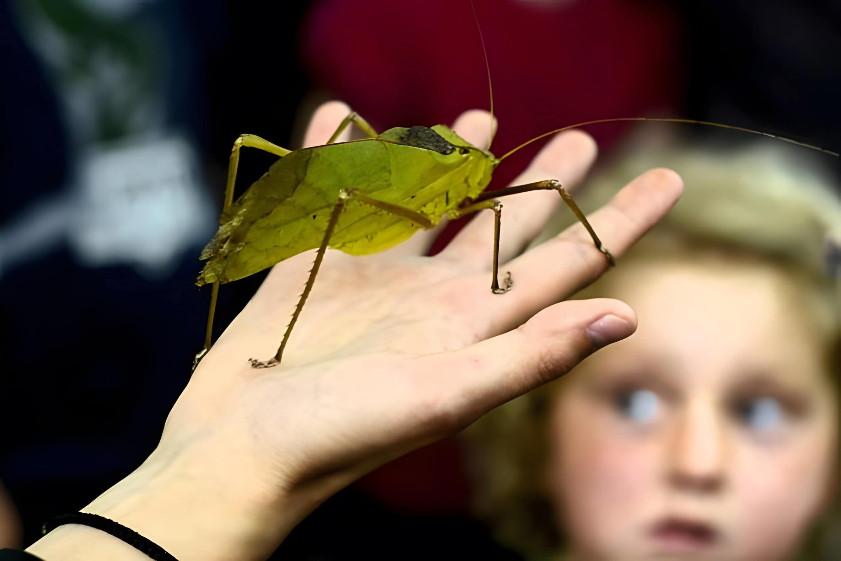 Victoria Bug Zoo