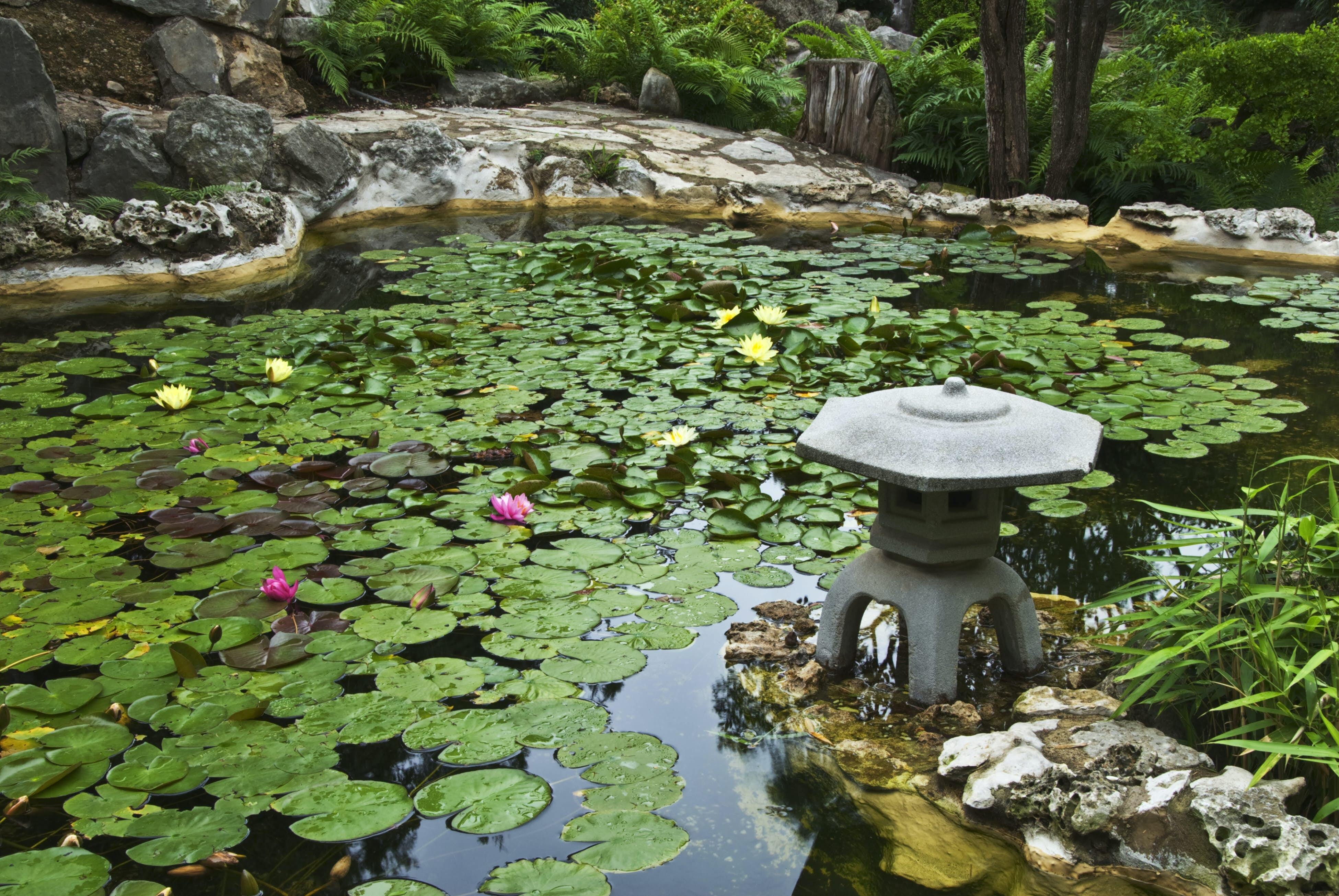 Koi pond  covered with lily pads at Isamu Taniguchi Japanese Garden, located in Zilker Botanical Garden.