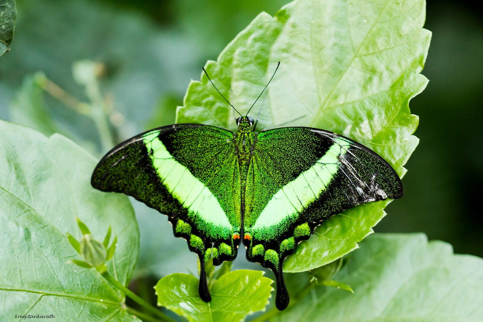 Butterfly Wonderland