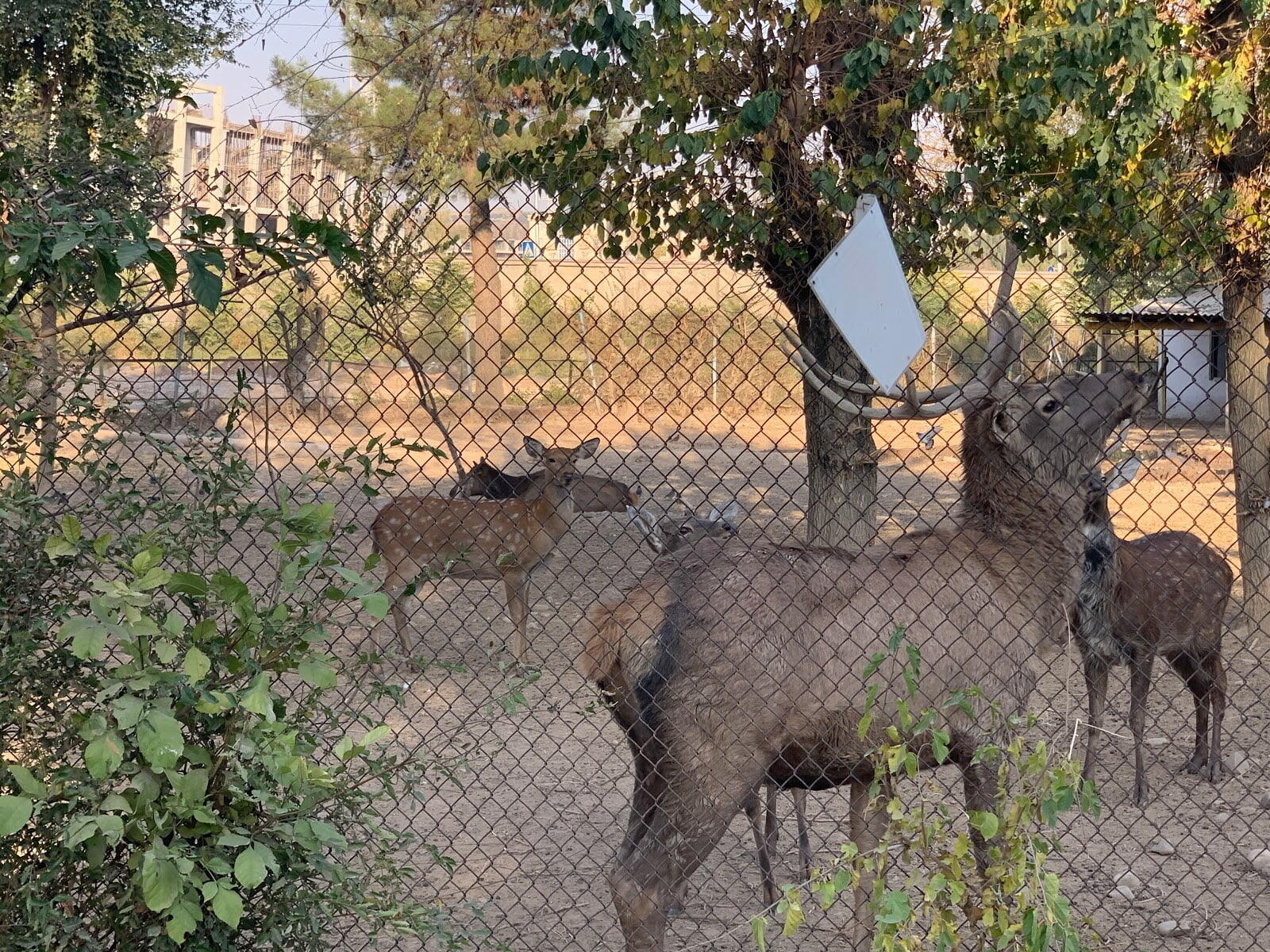 Dushanbe Zoo