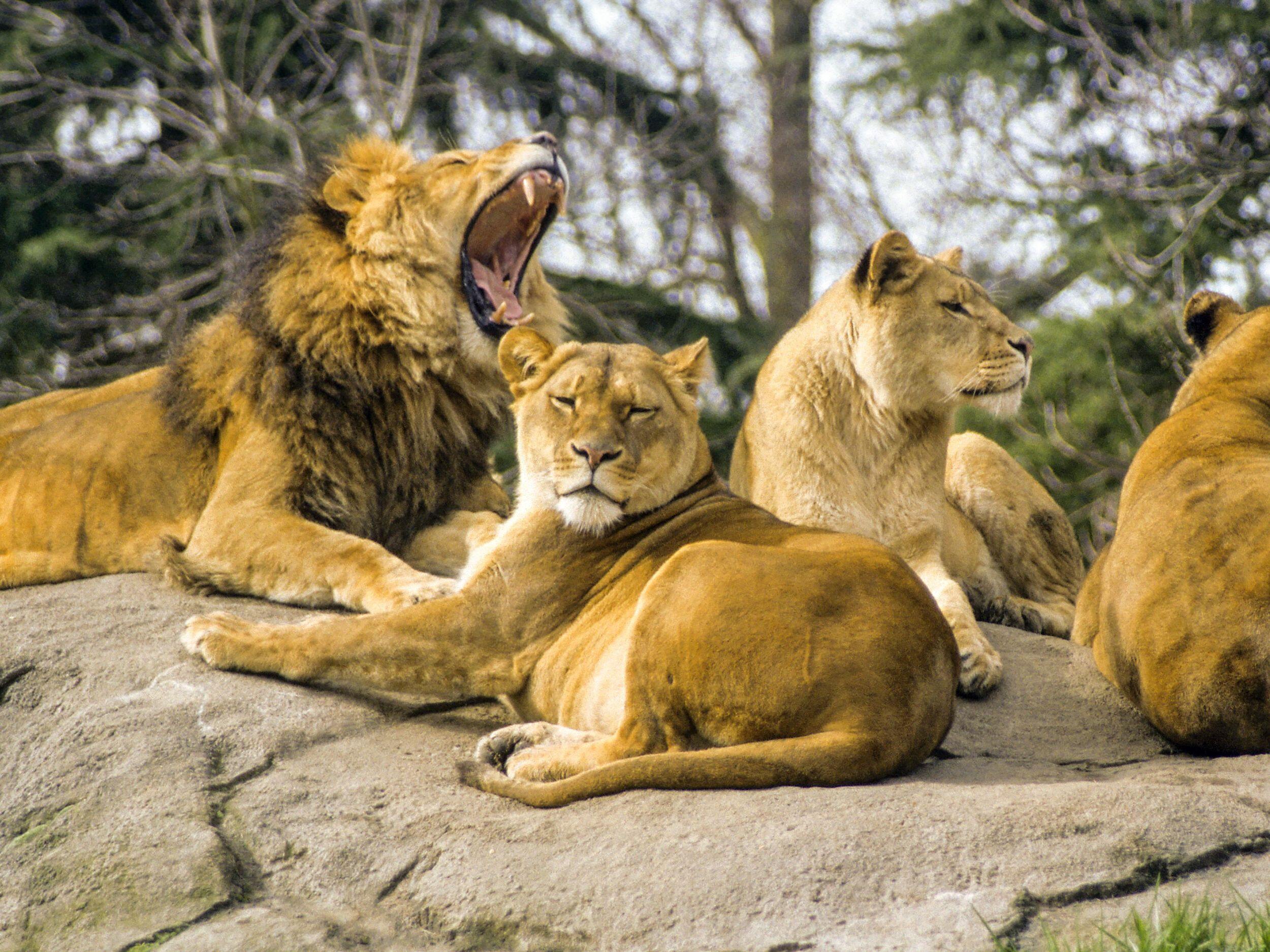 Zoologická záhrada Woodland Park