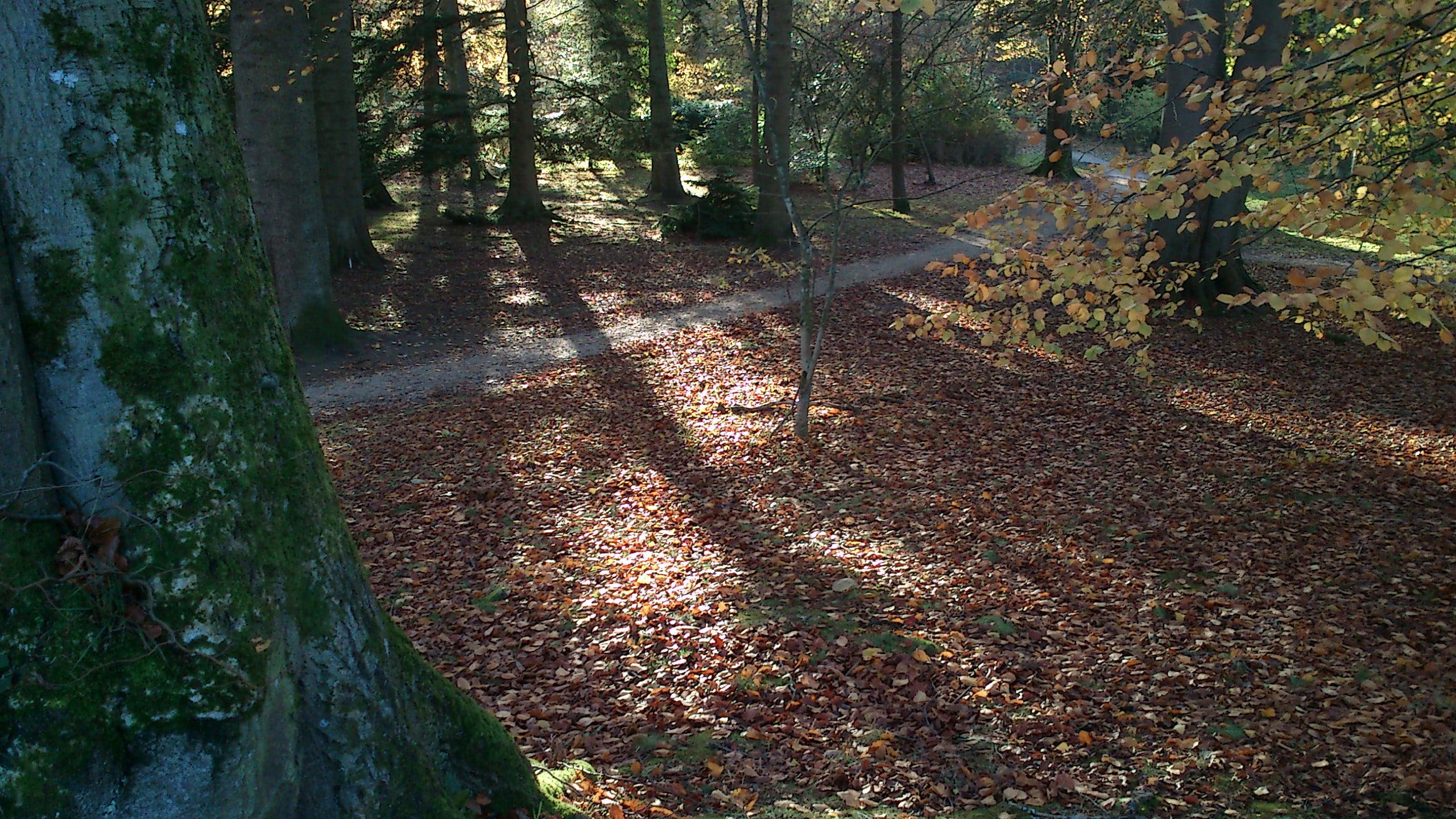 Lesná Botanická Záhrada Aarhus