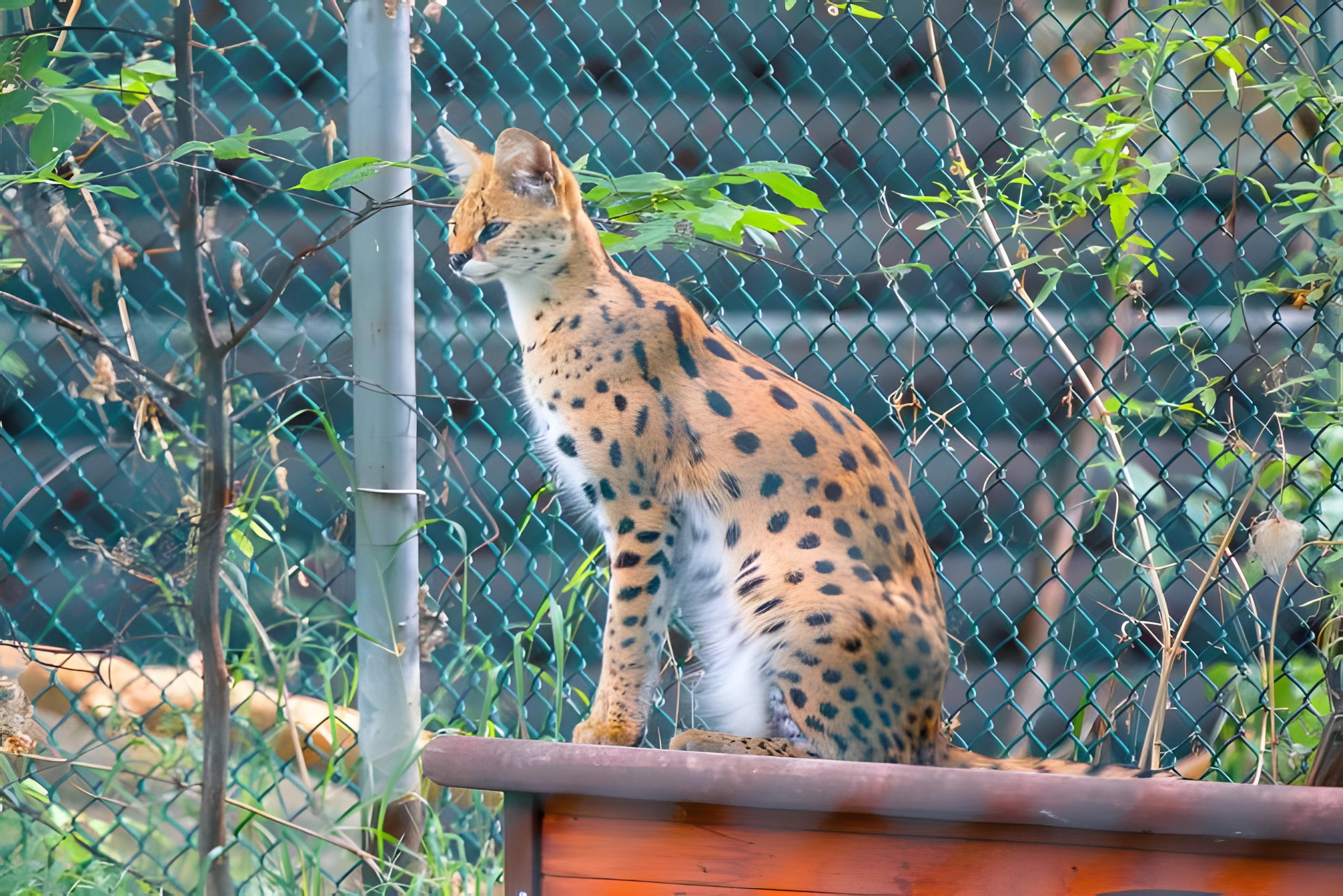 Edmonton Valley Zoo